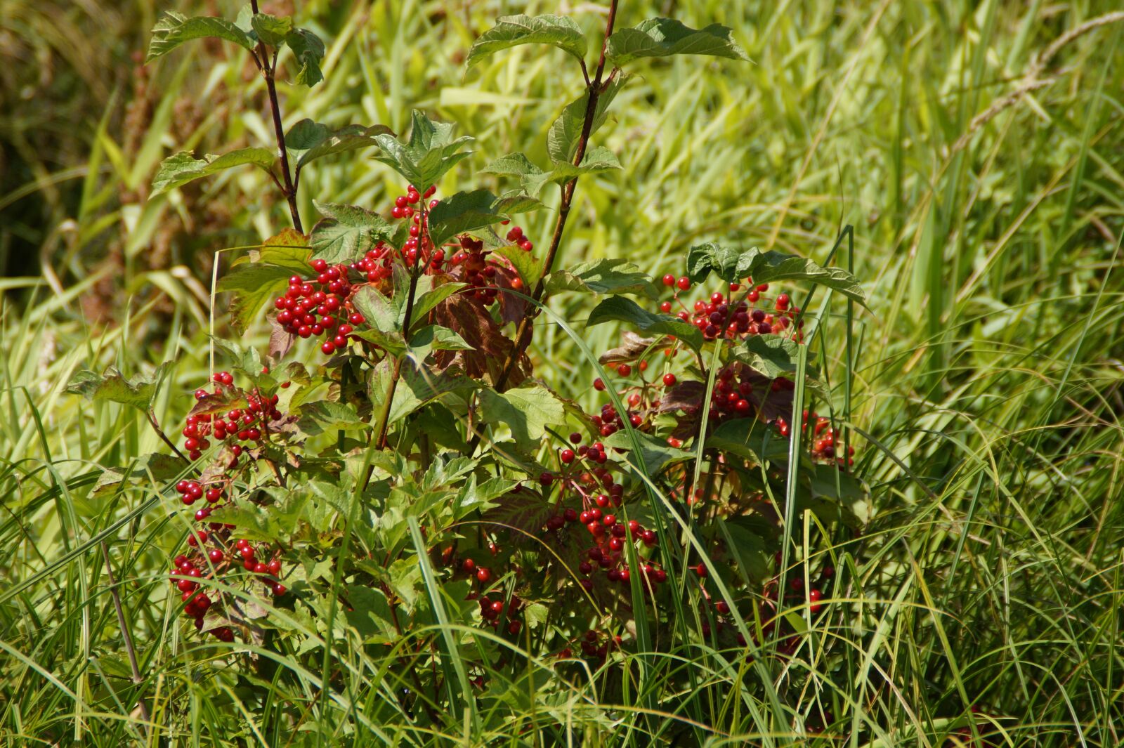 Sony SLT-A58 sample photo. Spring lake, moor, moorland photography