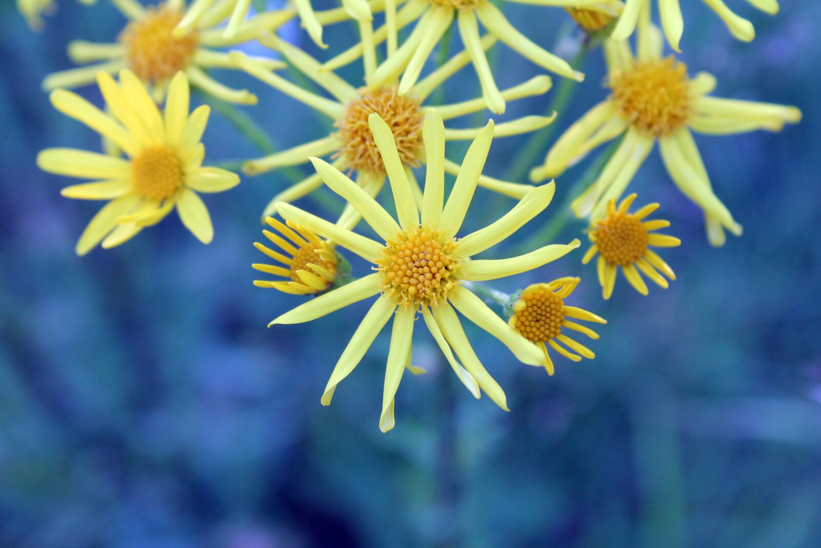 Canon EOS 1100D (EOS Rebel T3 / EOS Kiss X50) sample photo. Flowers, yellow, blue photography