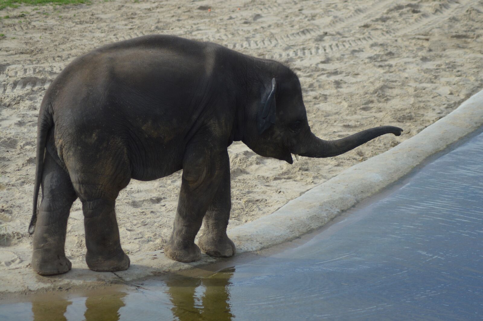Nikon D3200 sample photo. Animal, baby elephant, young photography