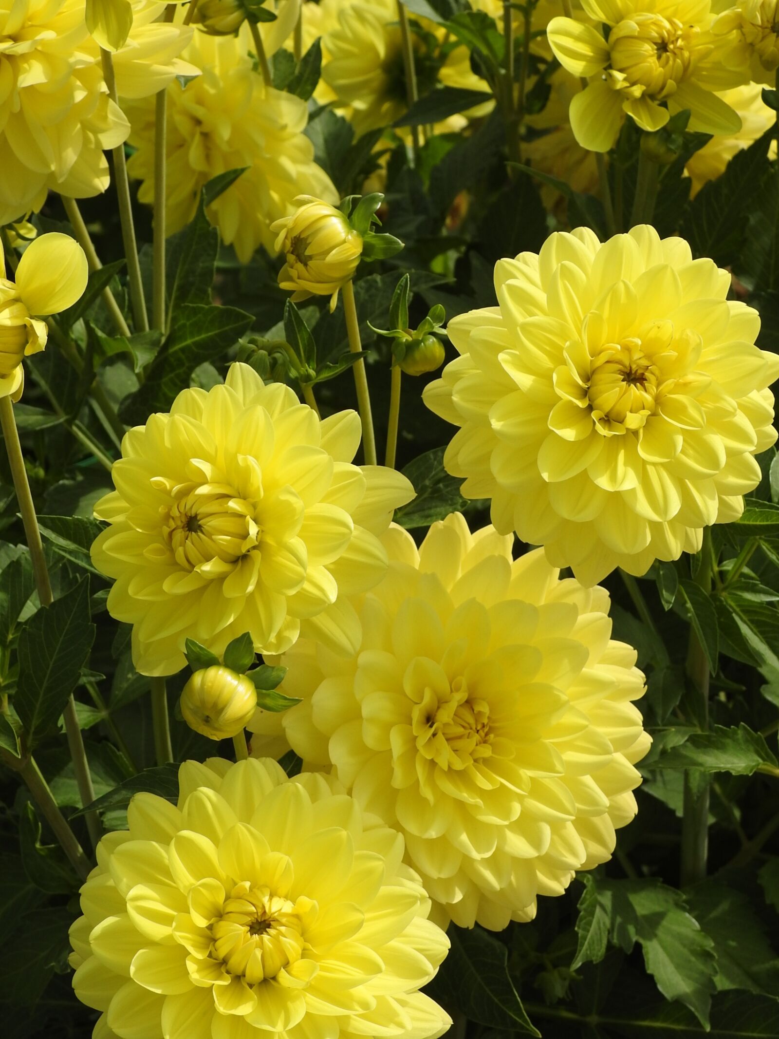 Nikon Coolpix P900 sample photo. Garden, flower, summer flower photography