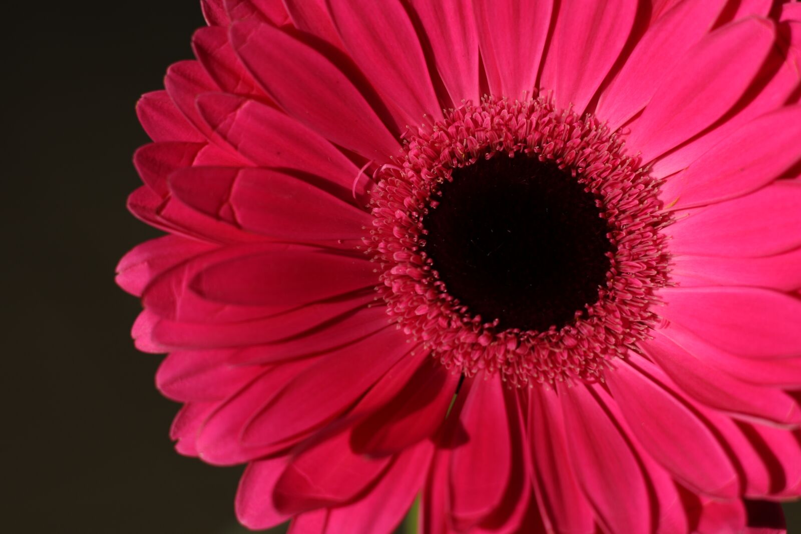 Canon EF 50mm F1.8 STM sample photo. Flower, gerbera, blossom photography