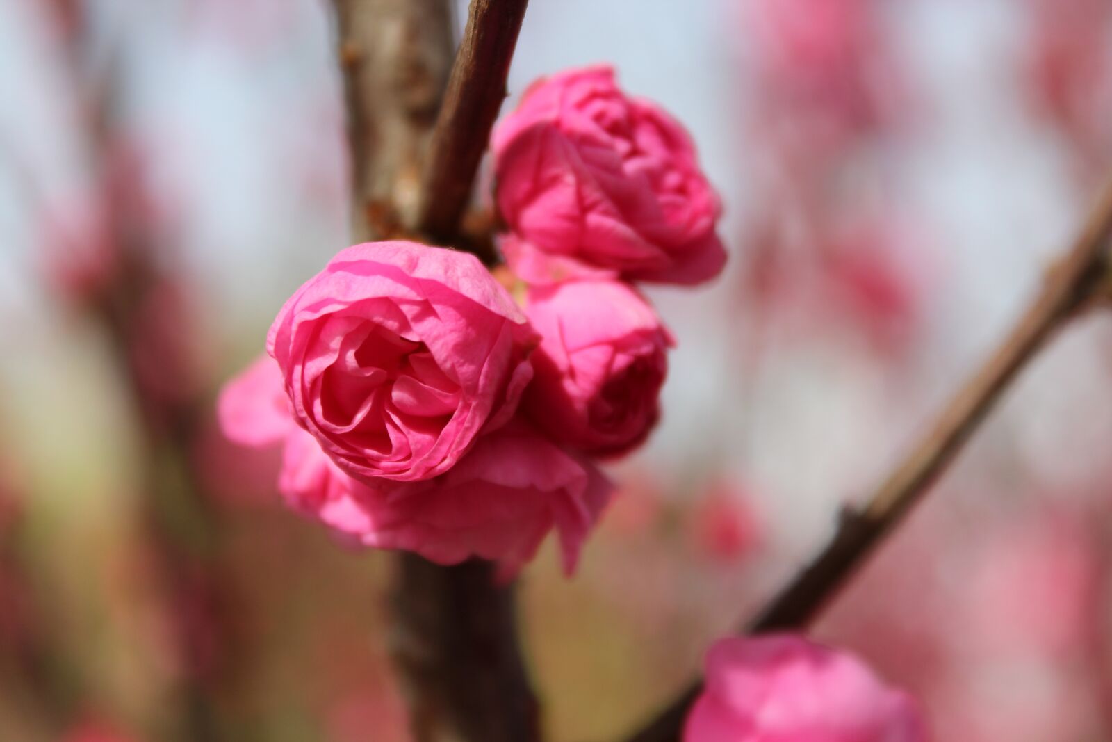 Canon EOS 600D (Rebel EOS T3i / EOS Kiss X5) sample photo. Spring, pink flower, peach photography