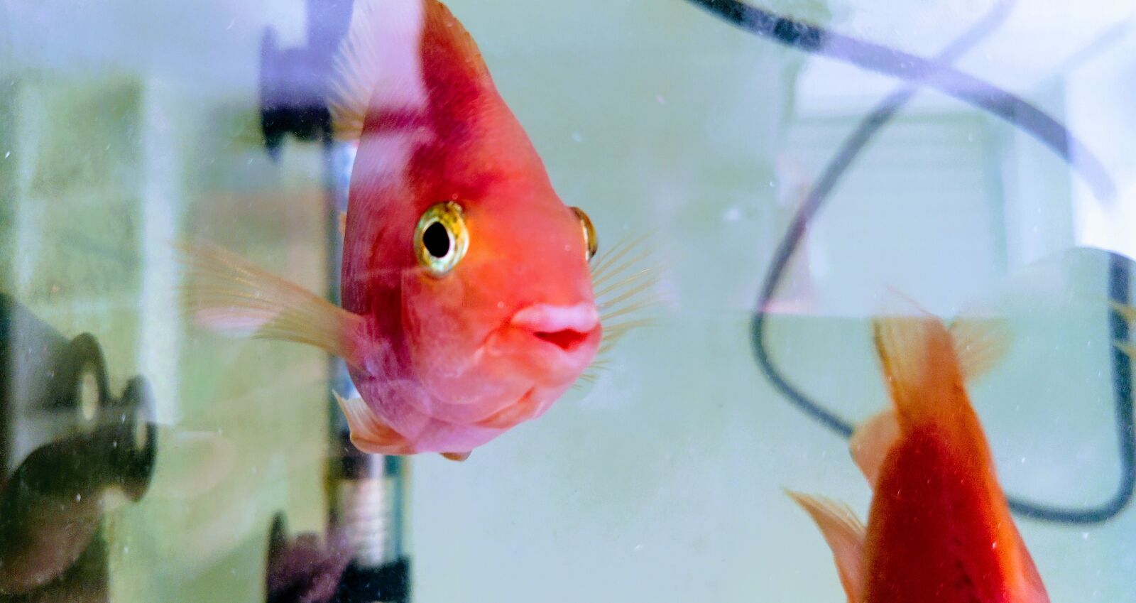 Xiaomi Mi A3 sample photo. Cute fish, aquarium fish photography