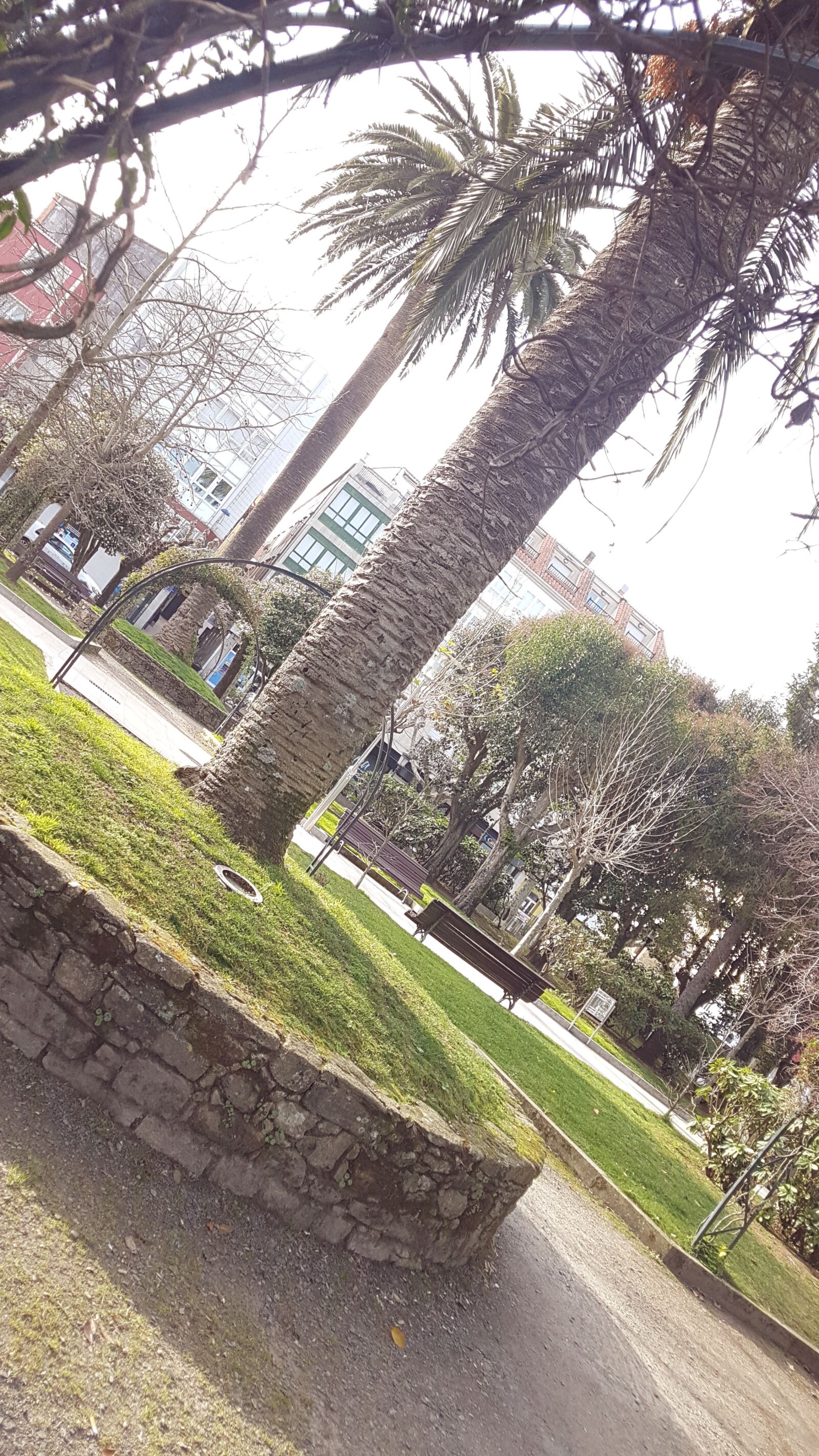 Samsung Galaxy S7 sample photo. Palm tree, park, galicia photography