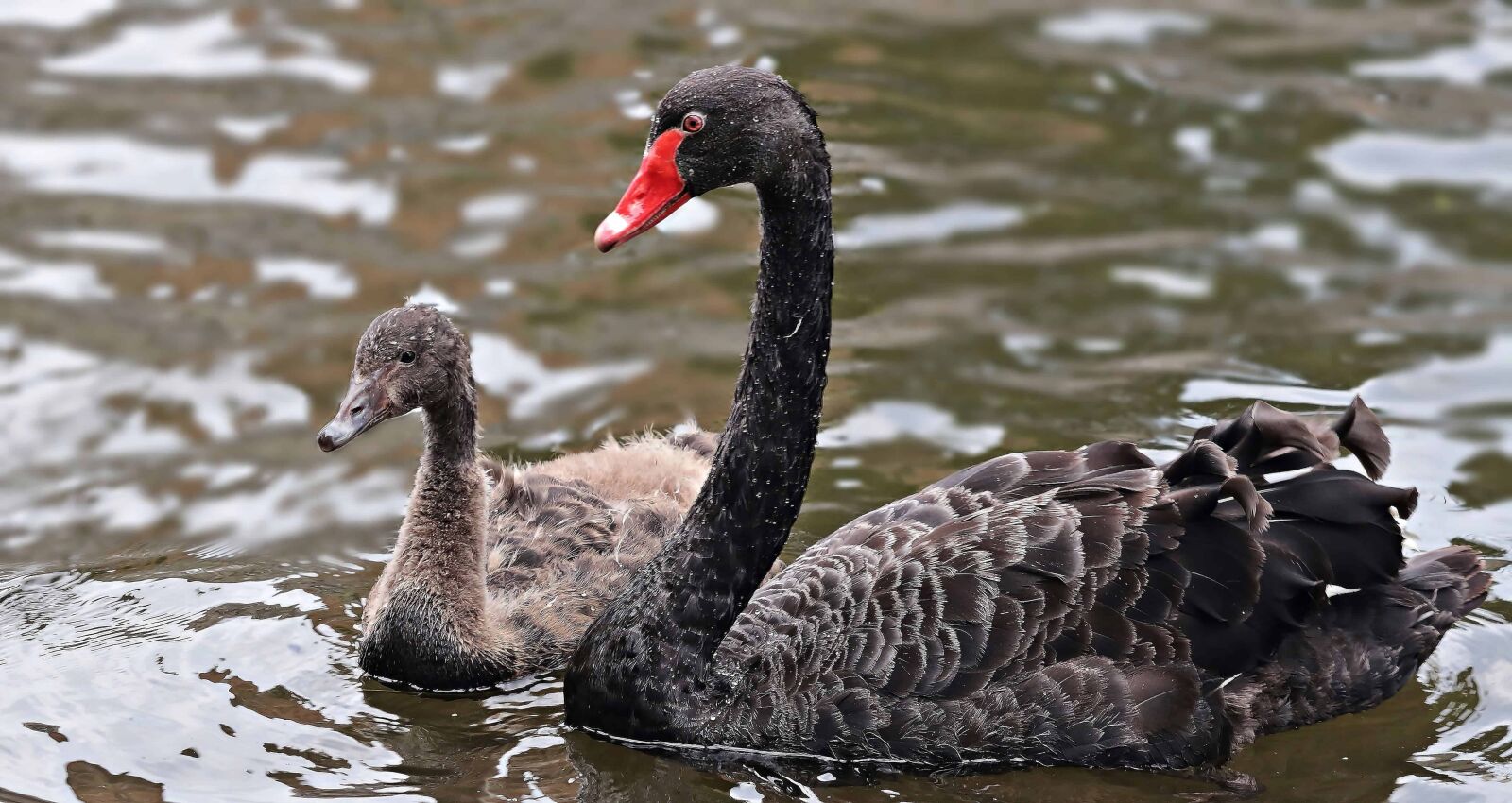 Canon EOS 80D sample photo. Black swan, ornithology, waterfowl photography