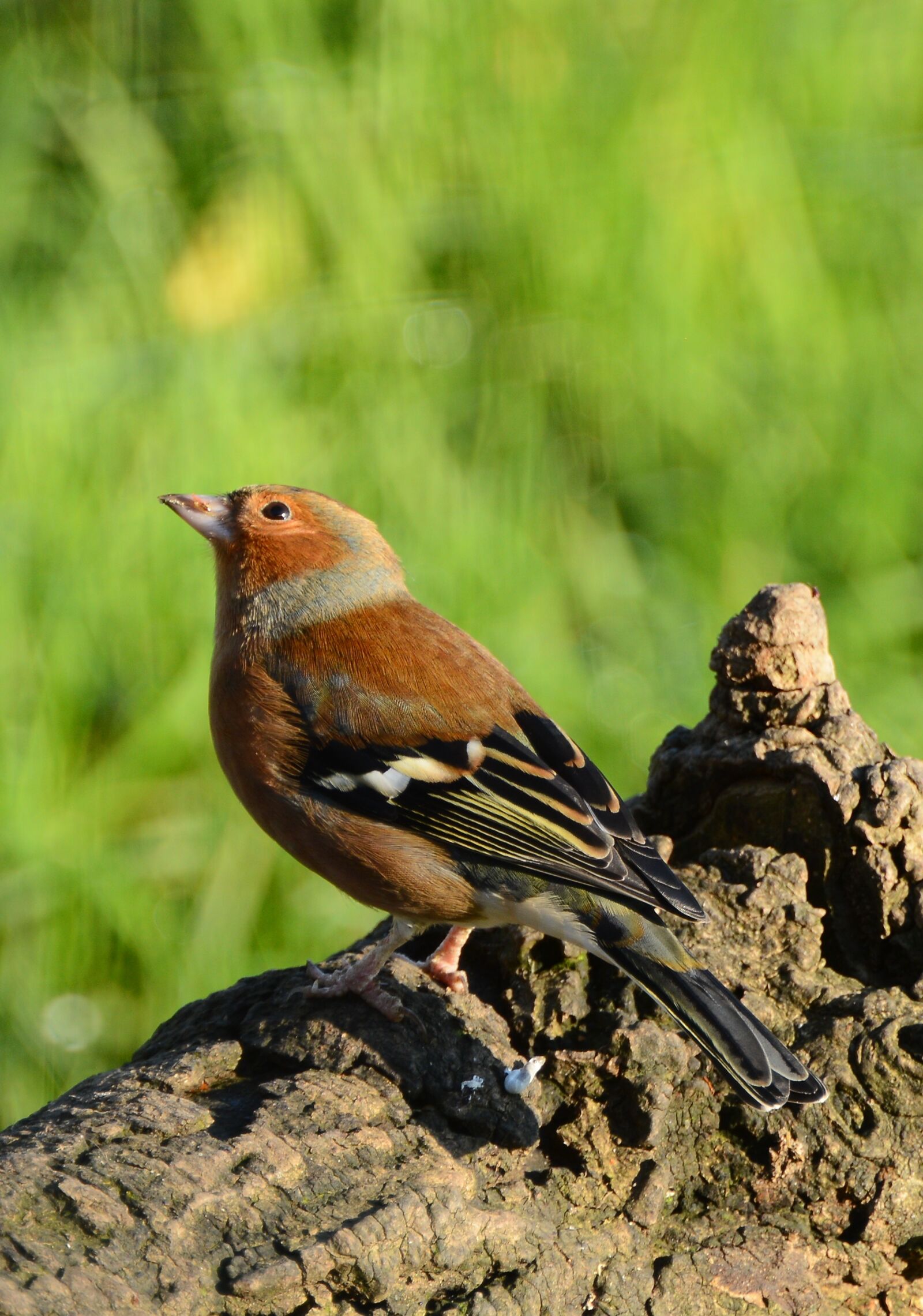 Nikon D3200 sample photo. Chaffinch, bird, nature photography
