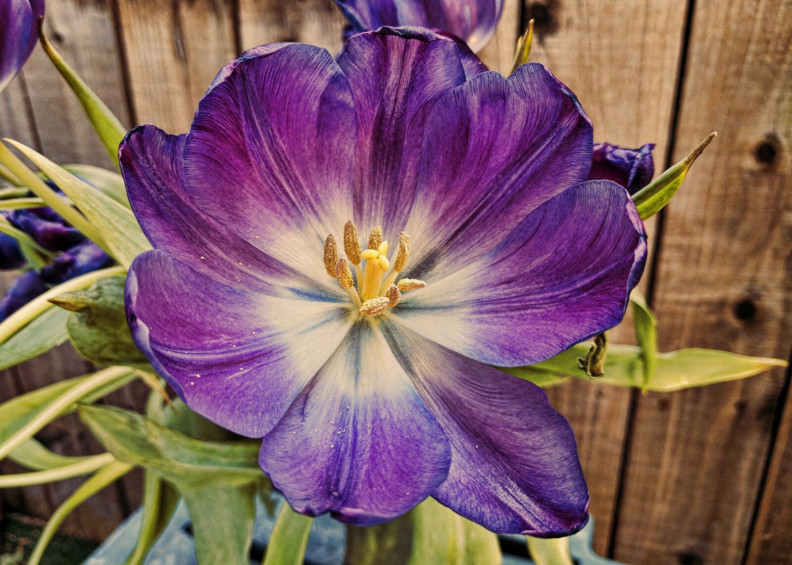 Google Pixel XL sample photo. Flower, nature, flora photography