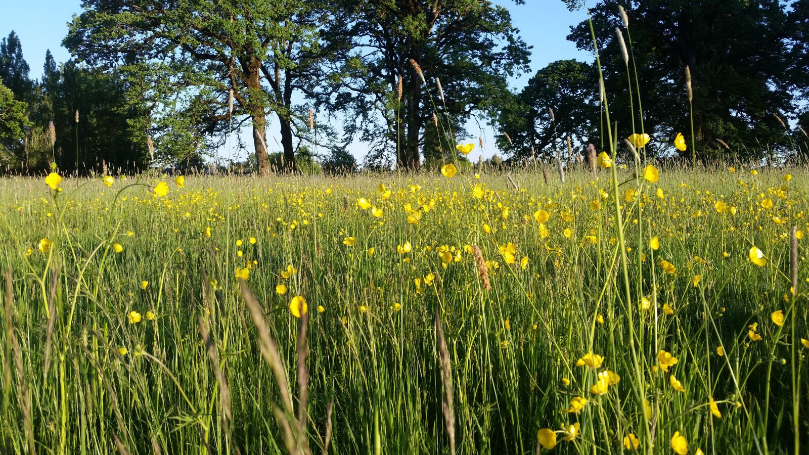 Samsung Galaxy S5 sample photo. Yellow, flower, field photography