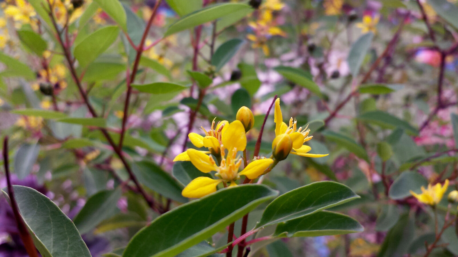 Samsung Galaxy S4 sample photo