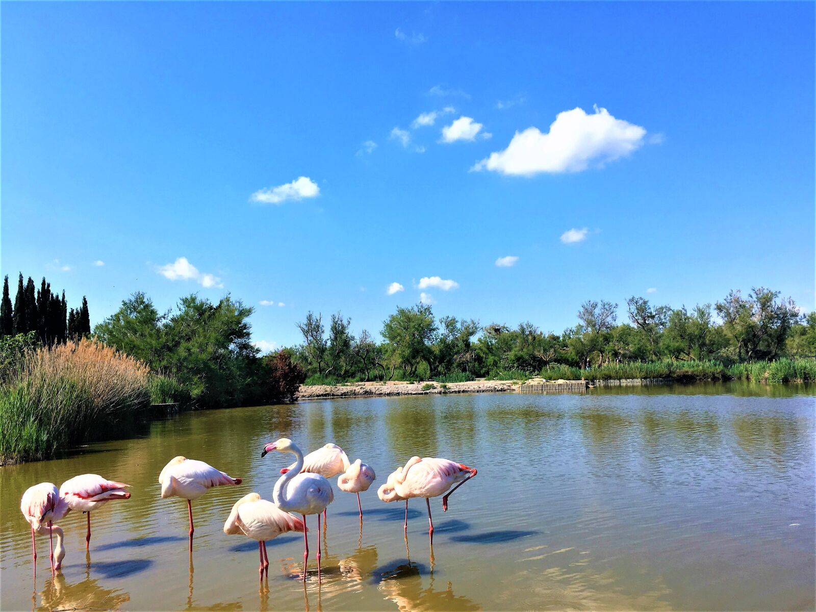 iPhone SE back camera 4.15mm f/2.2 sample photo. Montpellier, france, ornithology park photography