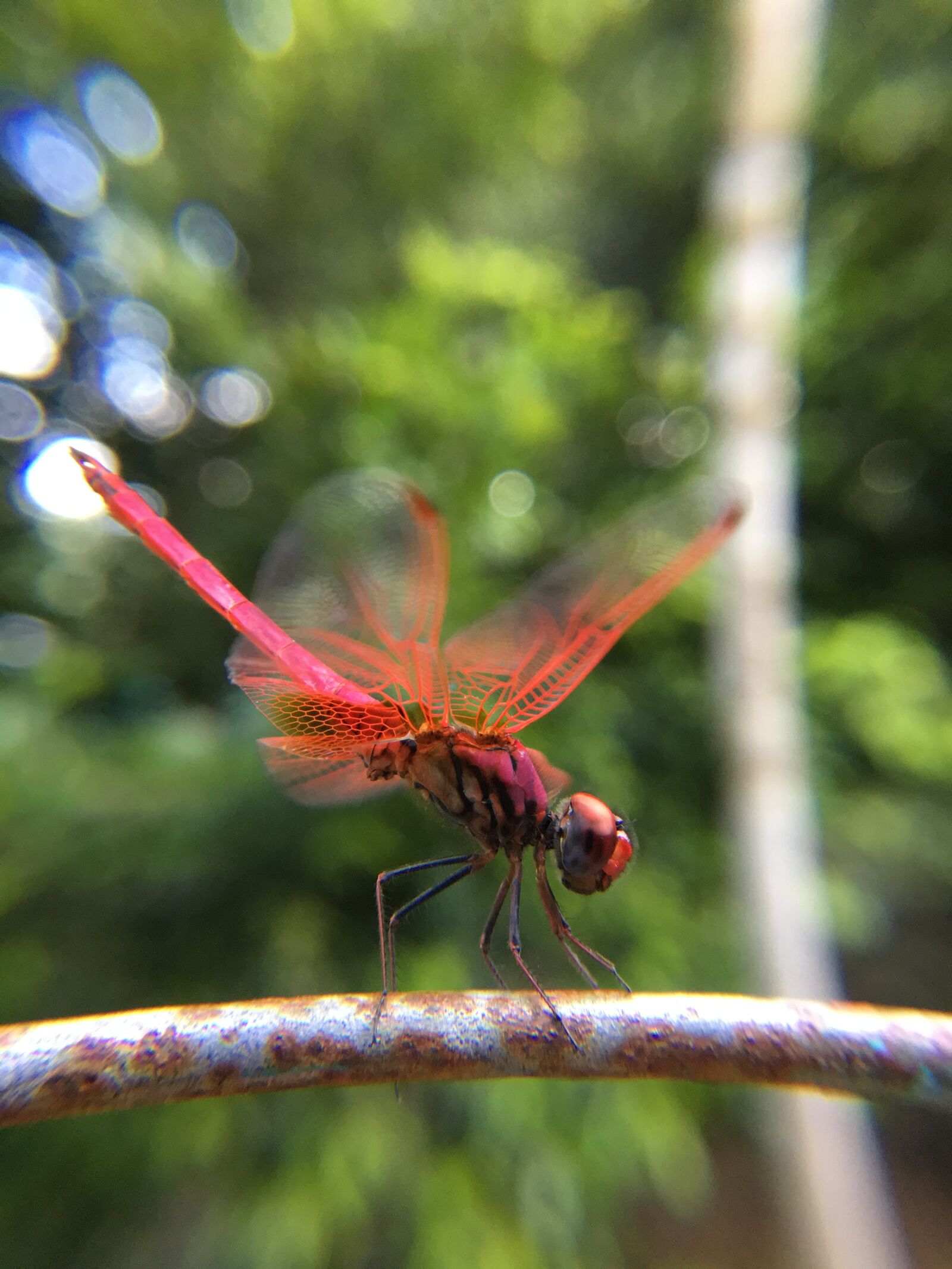 Apple iPhone 6s Plus sample photo. Dragonfly, fly, in photography