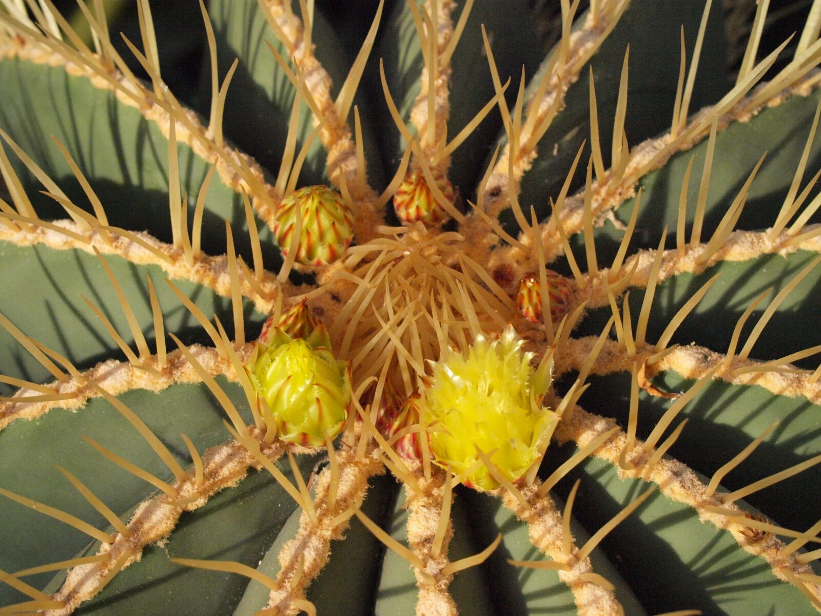 Olympus E-450 (EVOLT E-450) sample photo. Cactus, cactus blossom, prickly photography