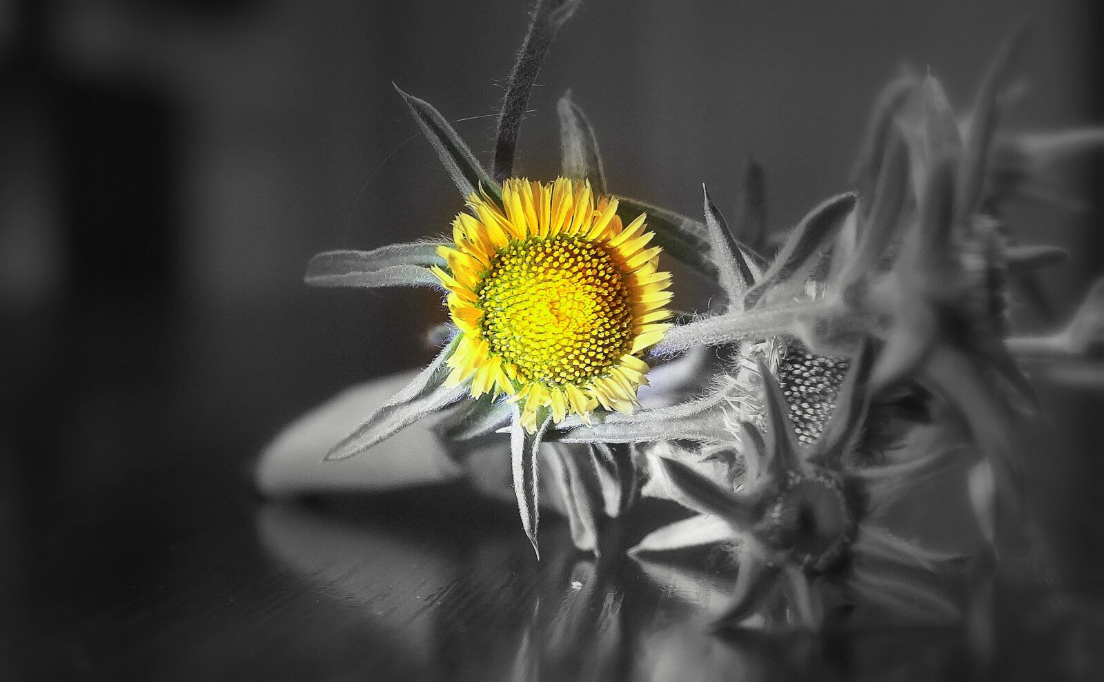 Sony a6000 sample photo. Sunflower, flower, nature photography