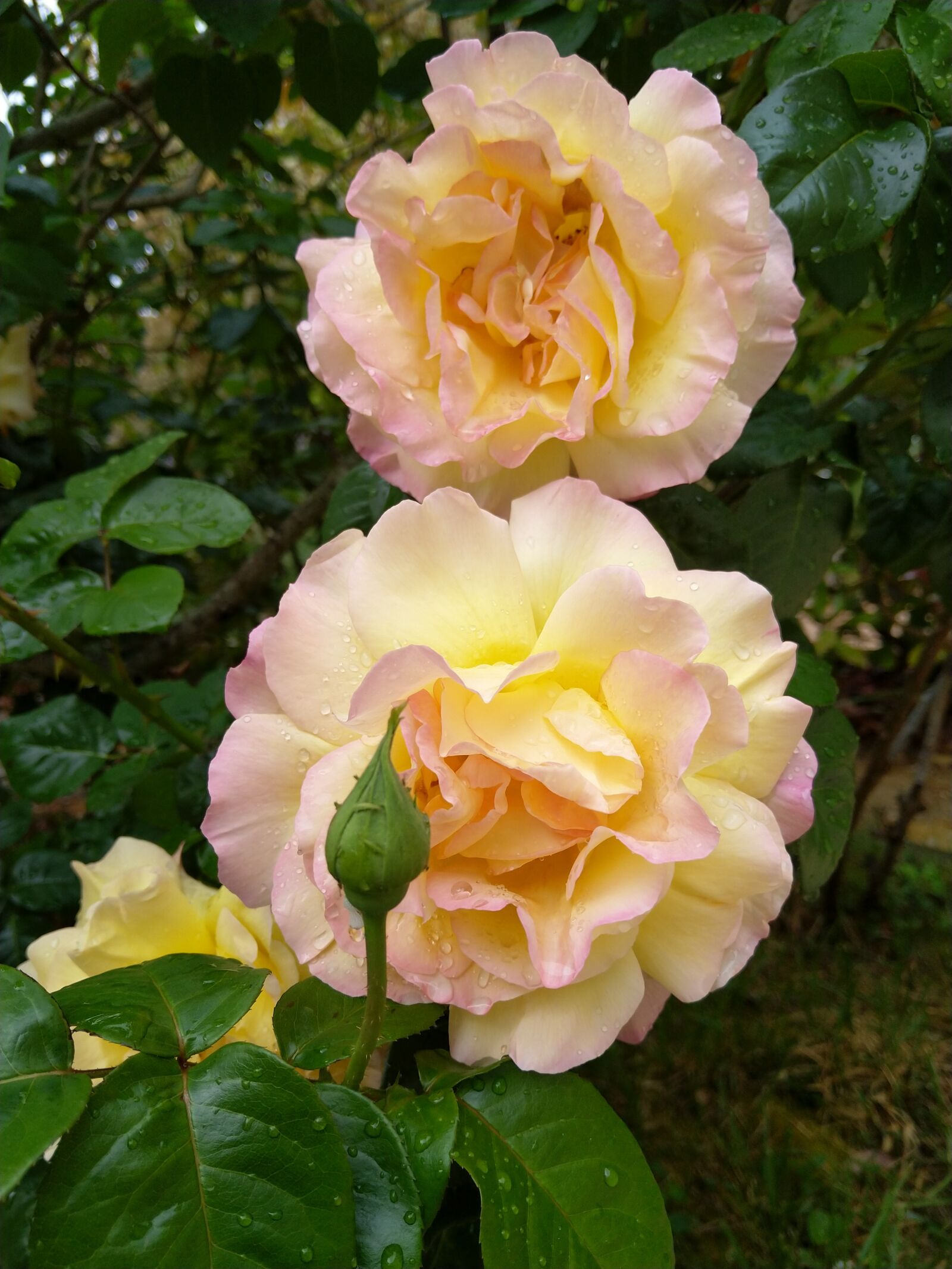 HMD Global Nokia 8 Sirocco sample photo. Roses, flowers, spring photography