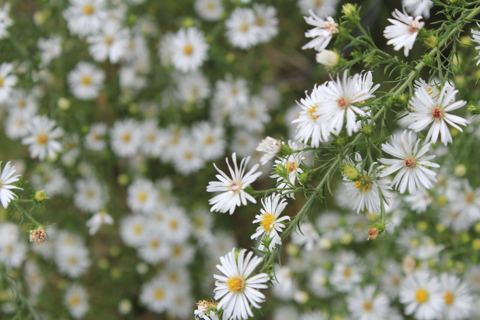 Canon EOS 600D (Rebel EOS T3i / EOS Kiss X5) sample photo. Wild aster, nature, aster photography