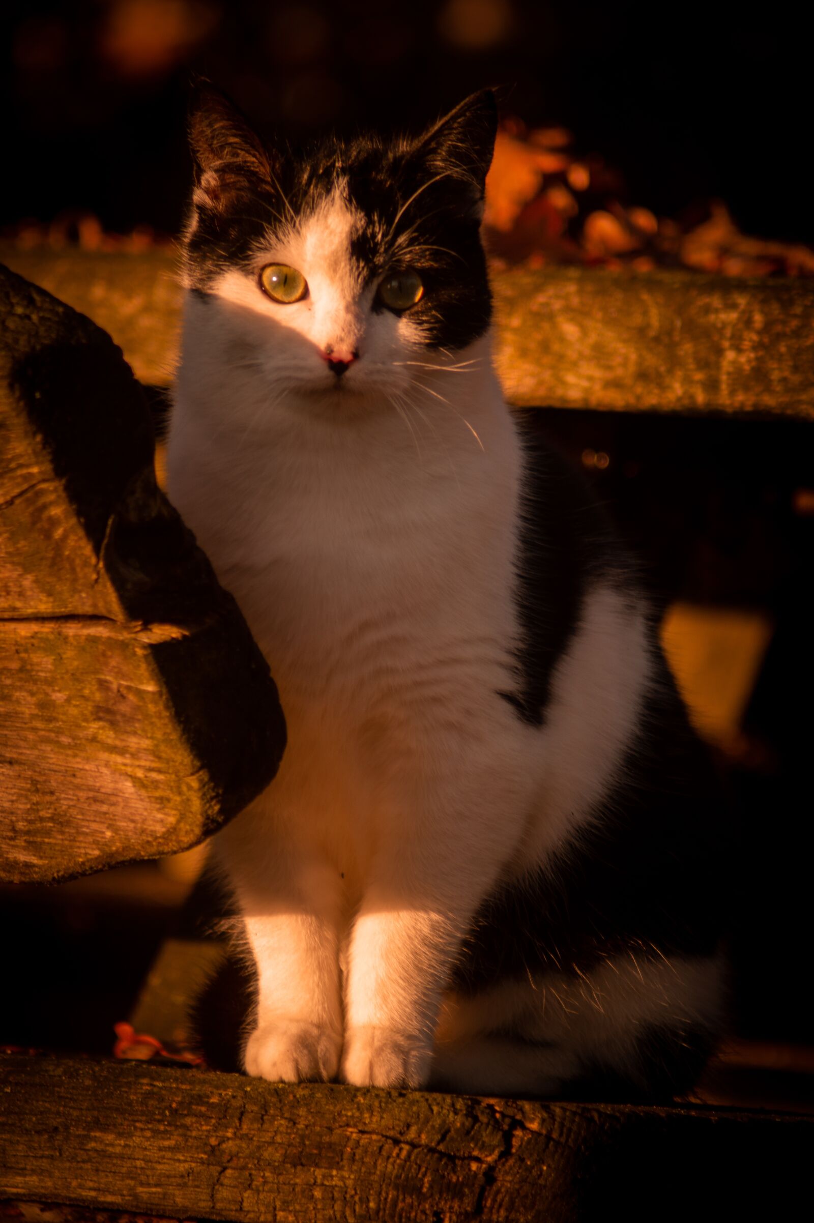 Sony SLT-A58 sample photo. Cat, kitten, animal photography
