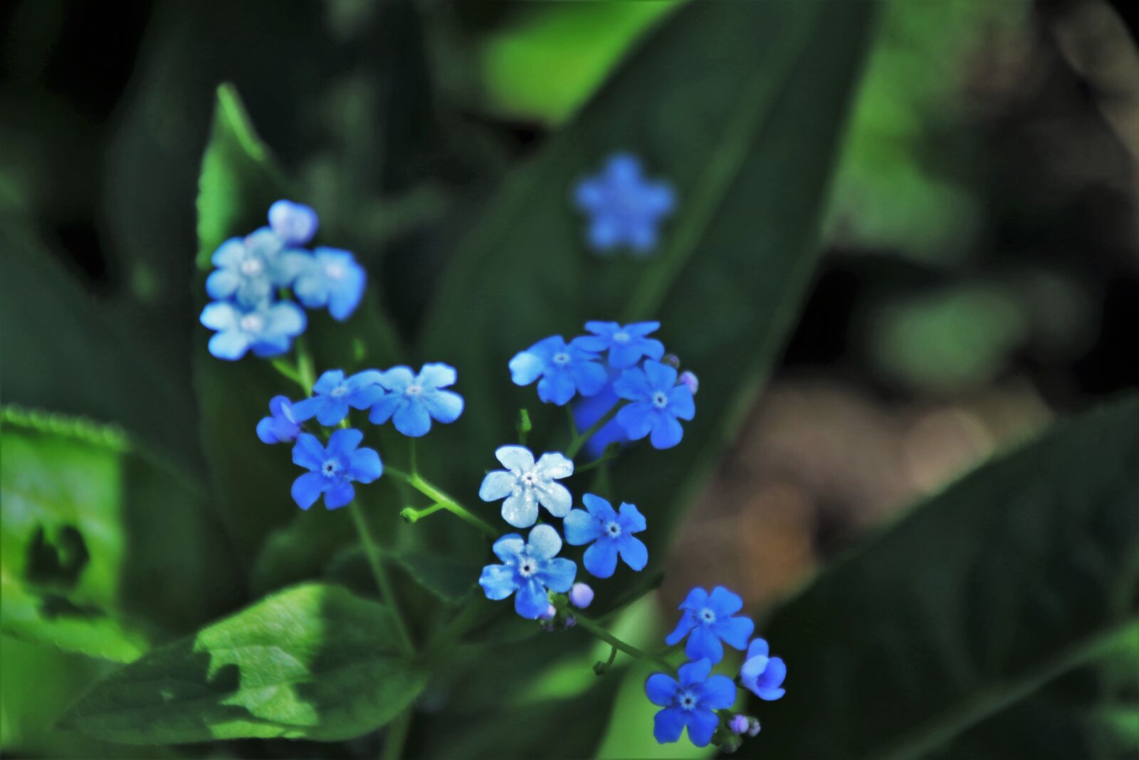 Canon EOS 80D sample photo. Nots, spring, nature photography