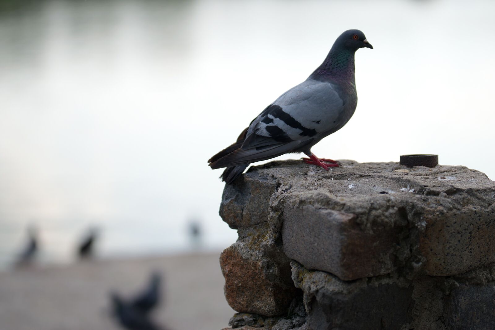 Nikon D5300 sample photo. Pigeon, bird, pillar photography