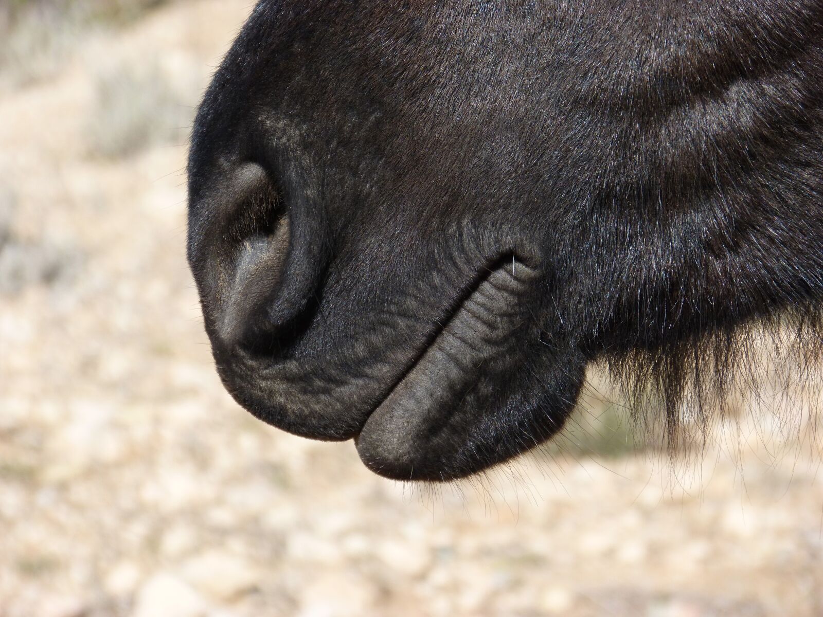 Panasonic DMC-FZ62 sample photo. Horse, mouth, snout photography