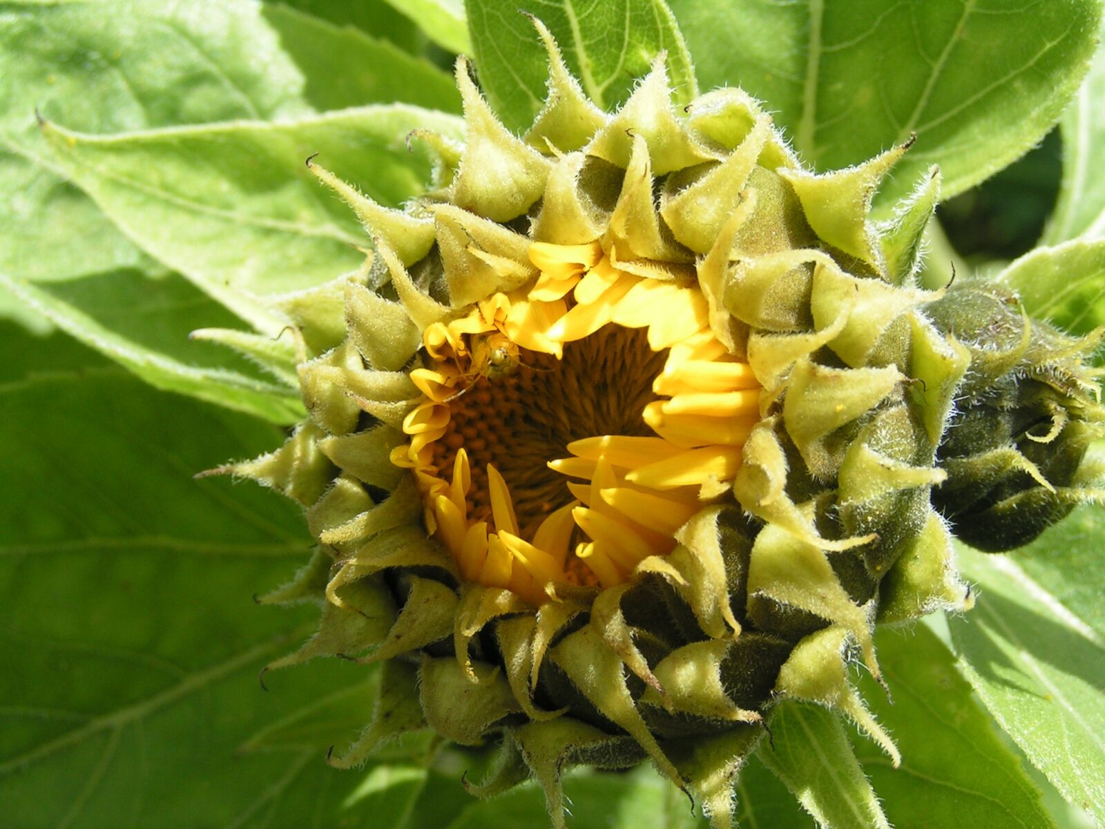 KONICA MINOLTA DiMAGE Z1 sample photo. Sunflower, nature, yellow photography