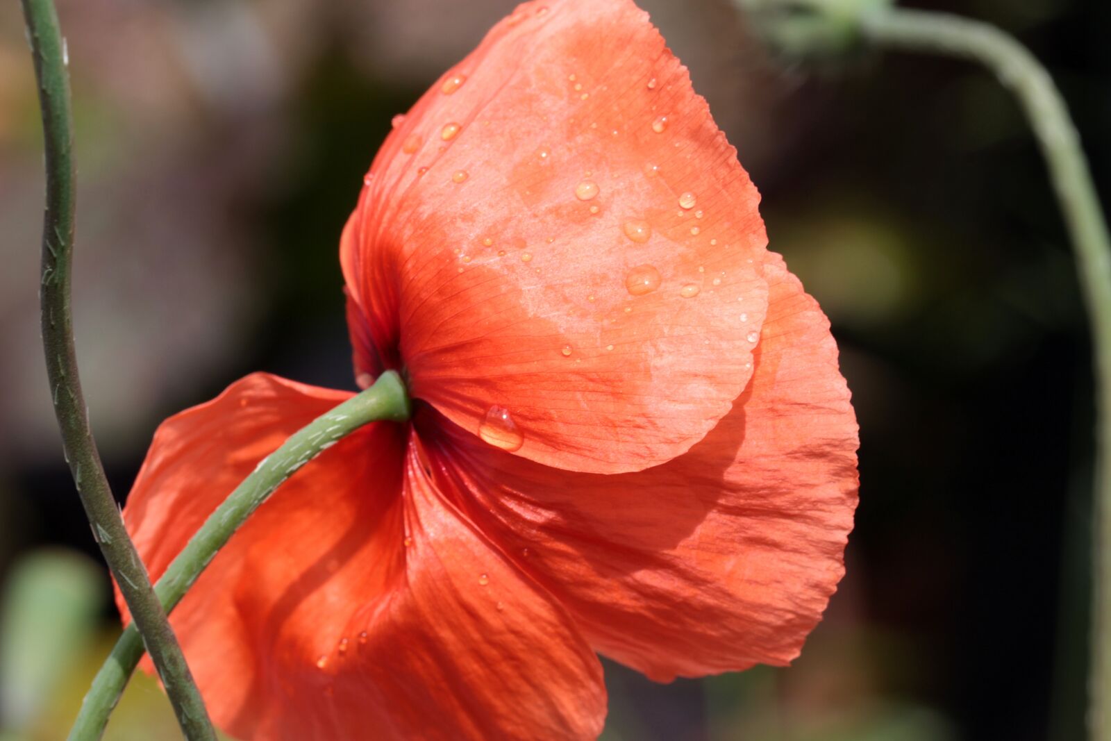 Canon EOS 650D (EOS Rebel T4i / EOS Kiss X6i) sample photo. Poppy, papaver rhoeas, klatschmohn photography