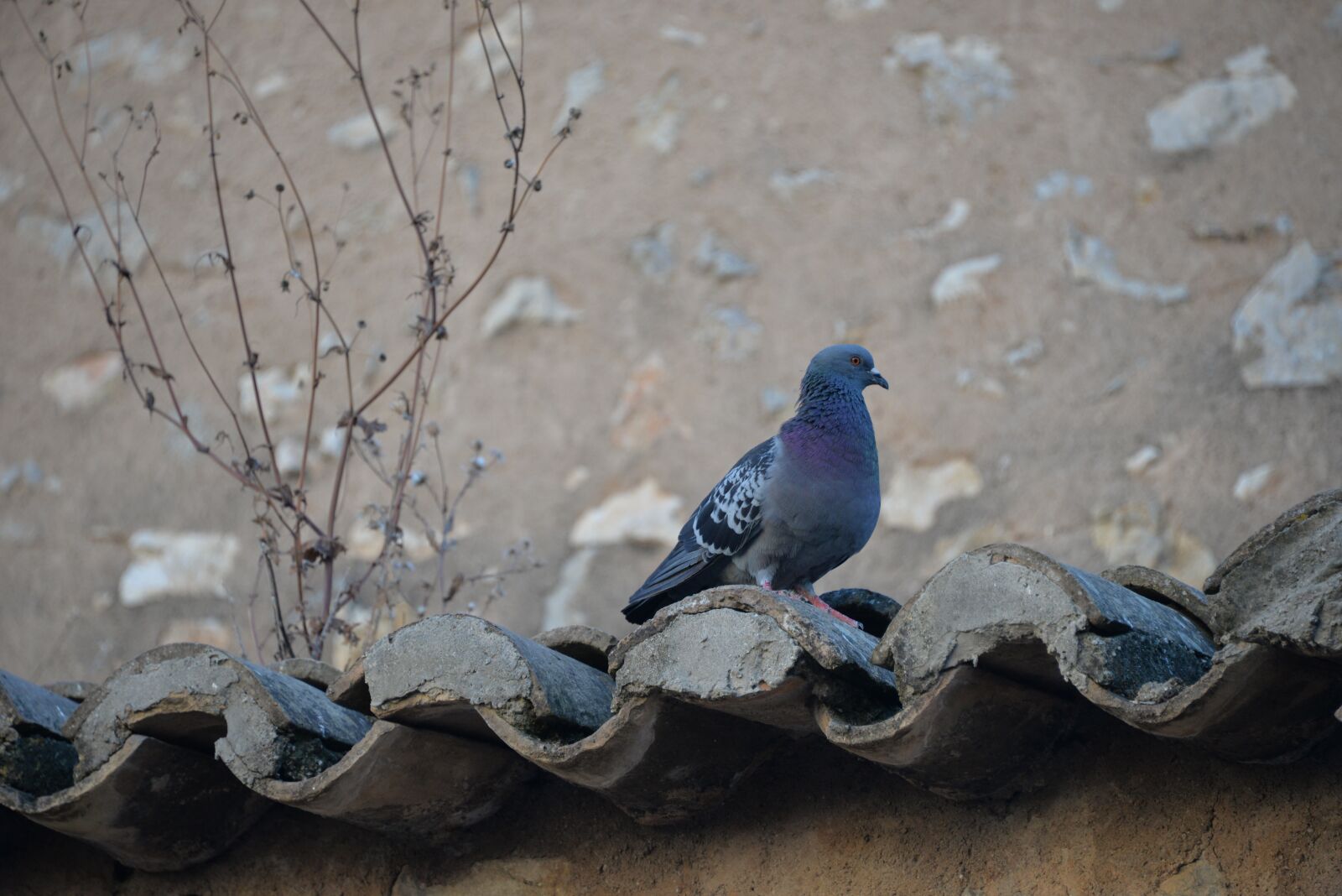 Nikon D610 sample photo. Pigeon, roof, provence photography