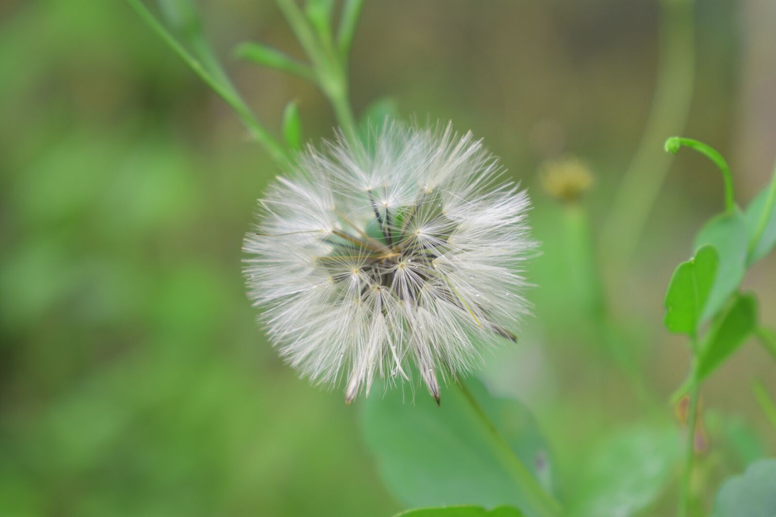 Nikon D3400 sample photo. Nature, summer, flora photography
