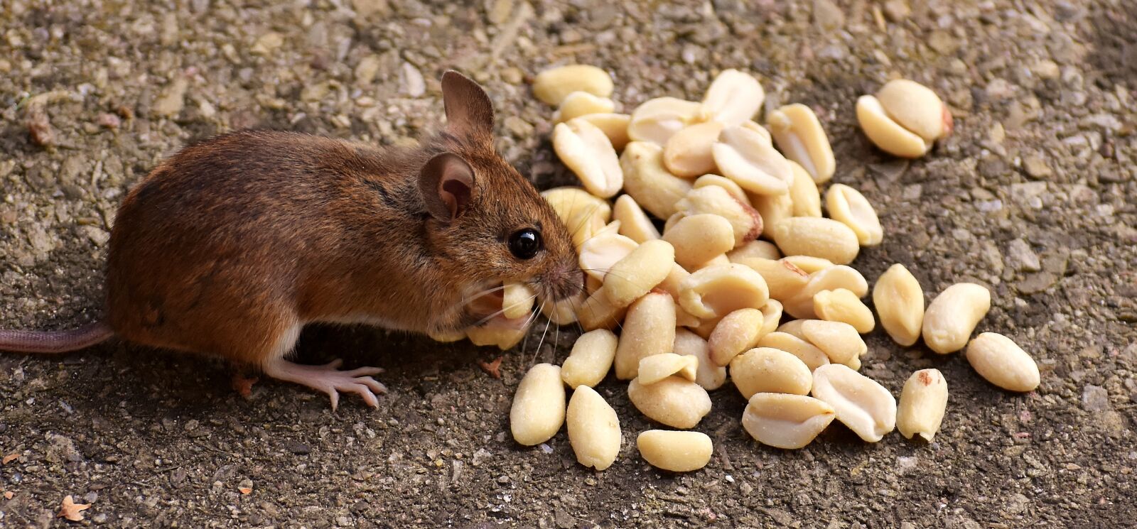 Nikon D7200 sample photo. Wood mouse, nager, cute photography
