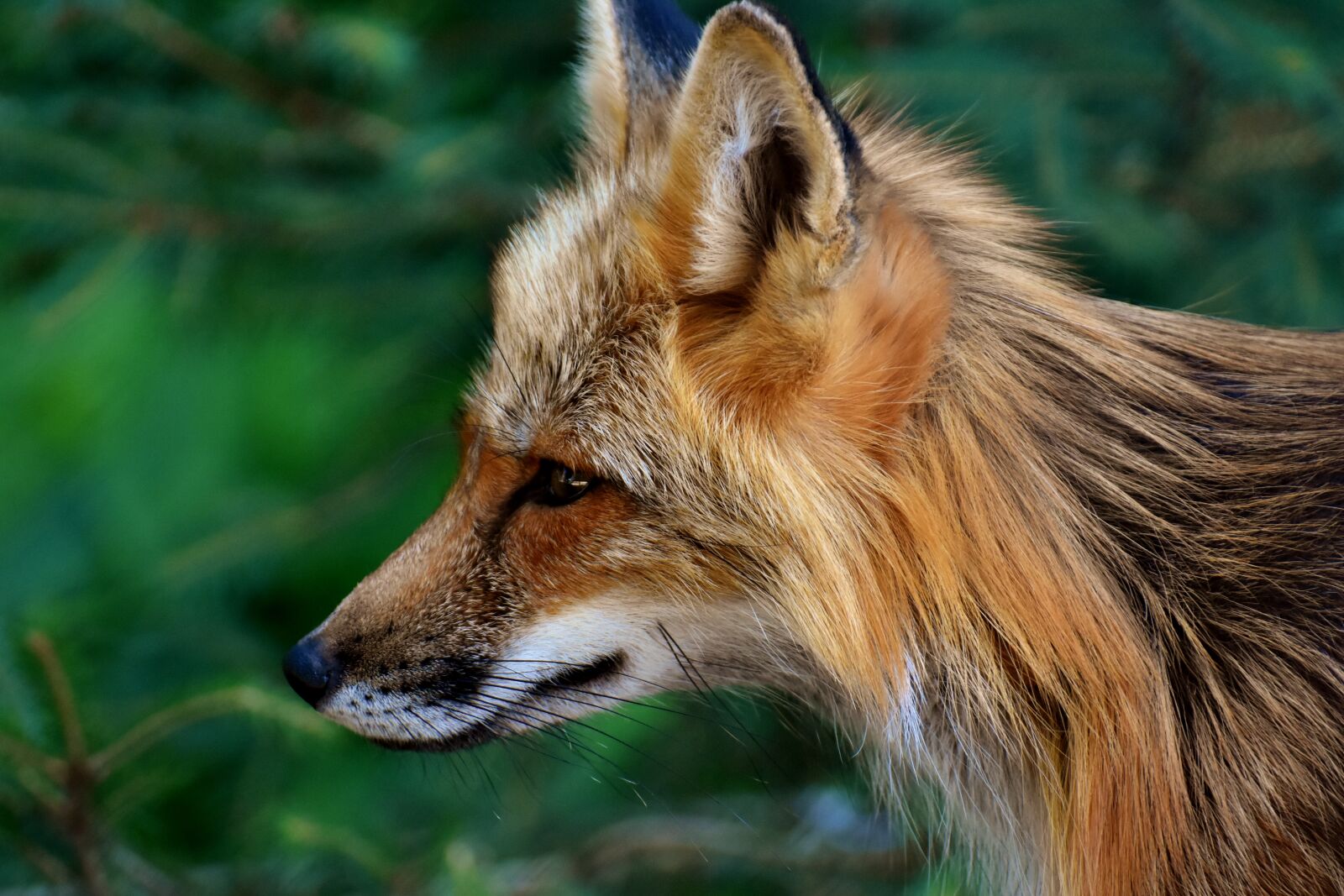Nikon D7200 sample photo. Fuchs, animal world, wild photography