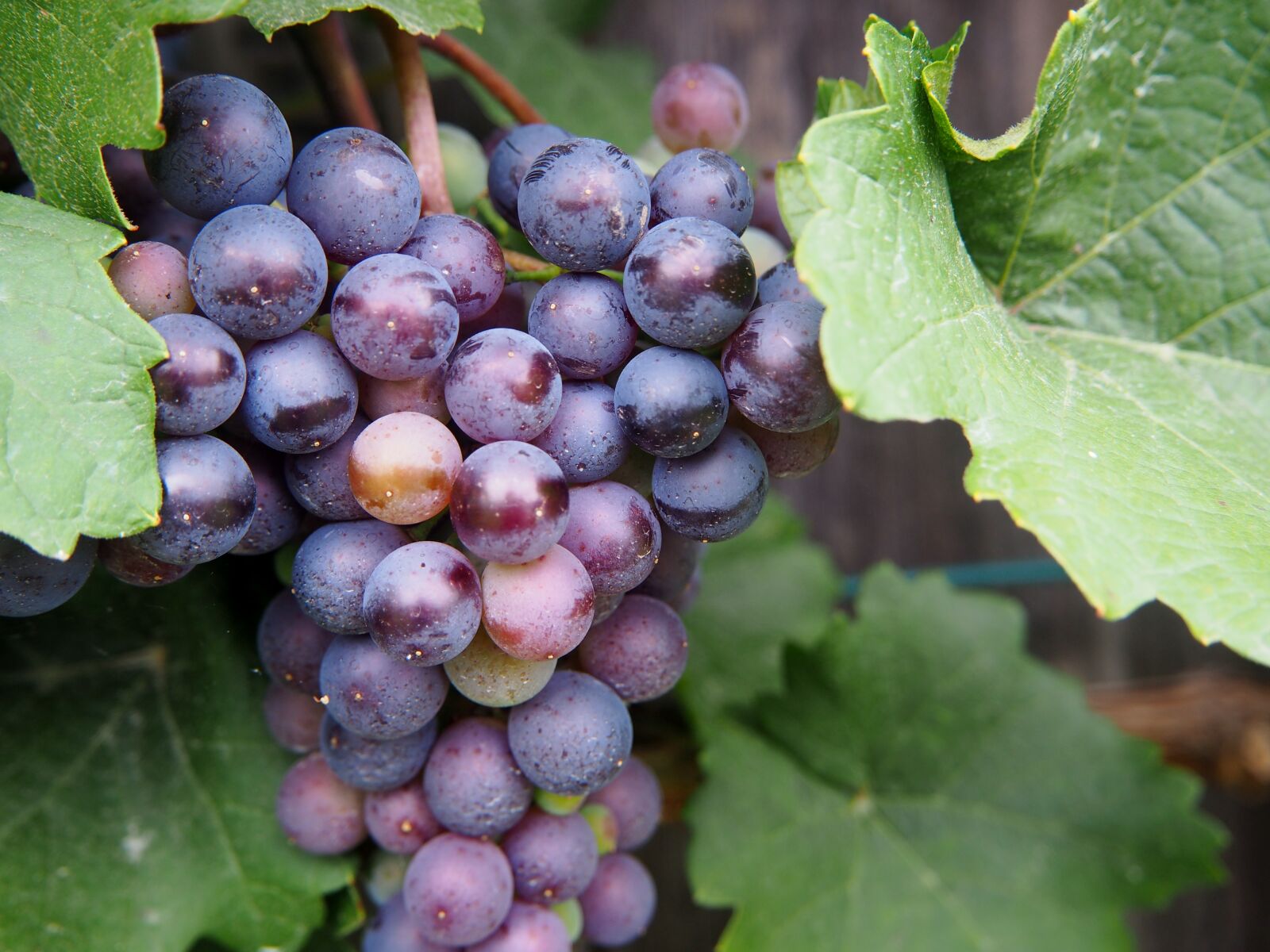 Olympus OM-D E-M10 sample photo. Grape, grapes, fruit photography