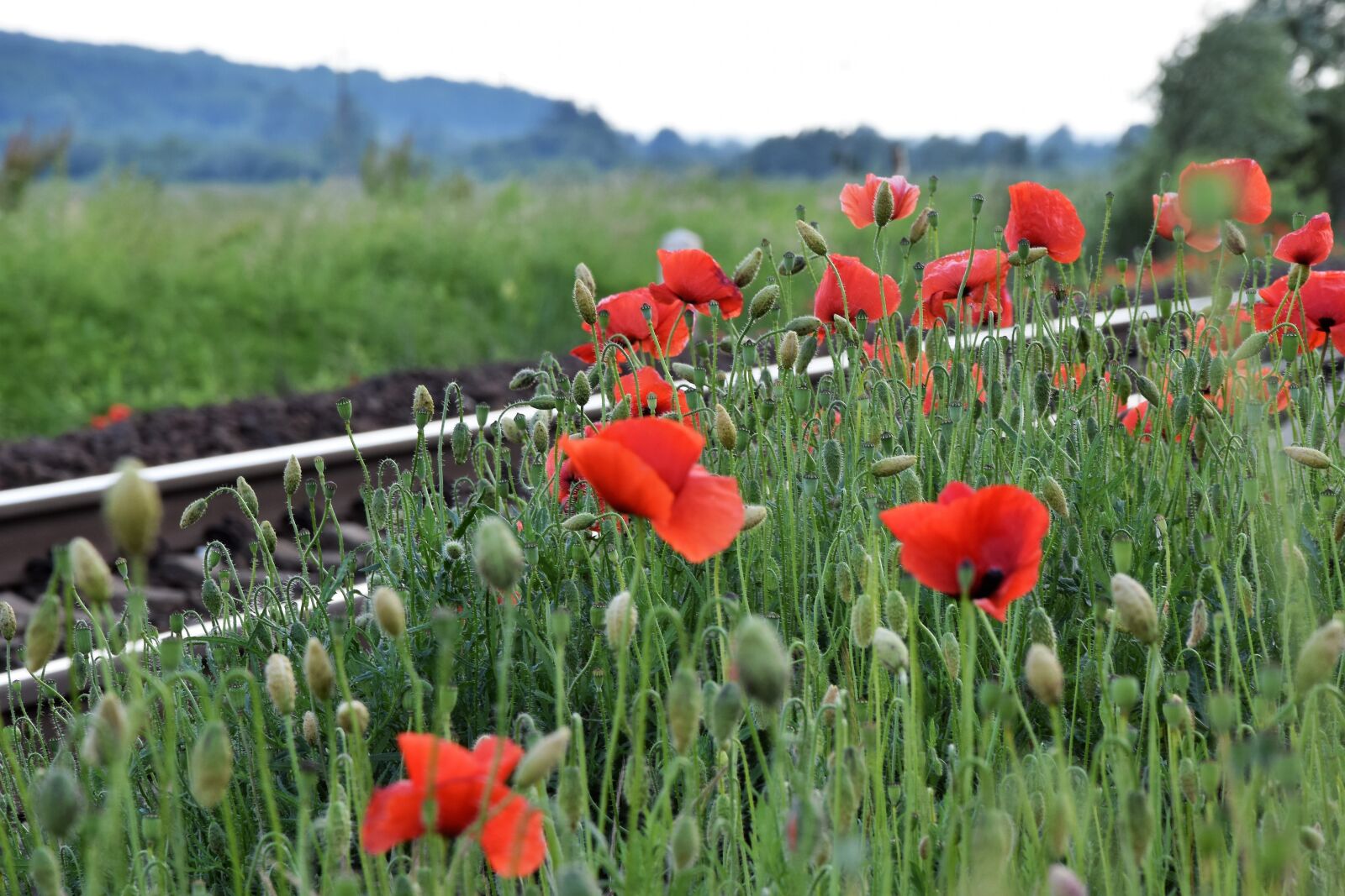 Nikon D3300 sample photo. Red poppy near railway photography