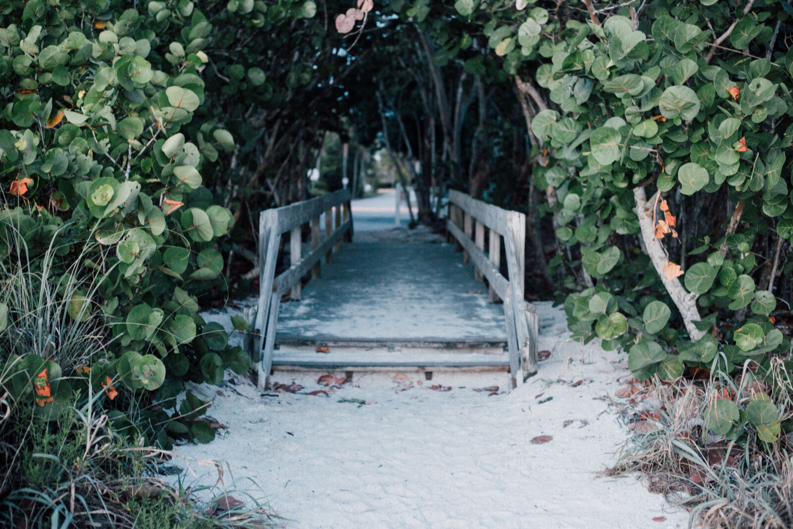 Canon EOS 6D + Canon EF 50mm F1.8 STM sample photo. Branches, bridge, countryside, garden photography