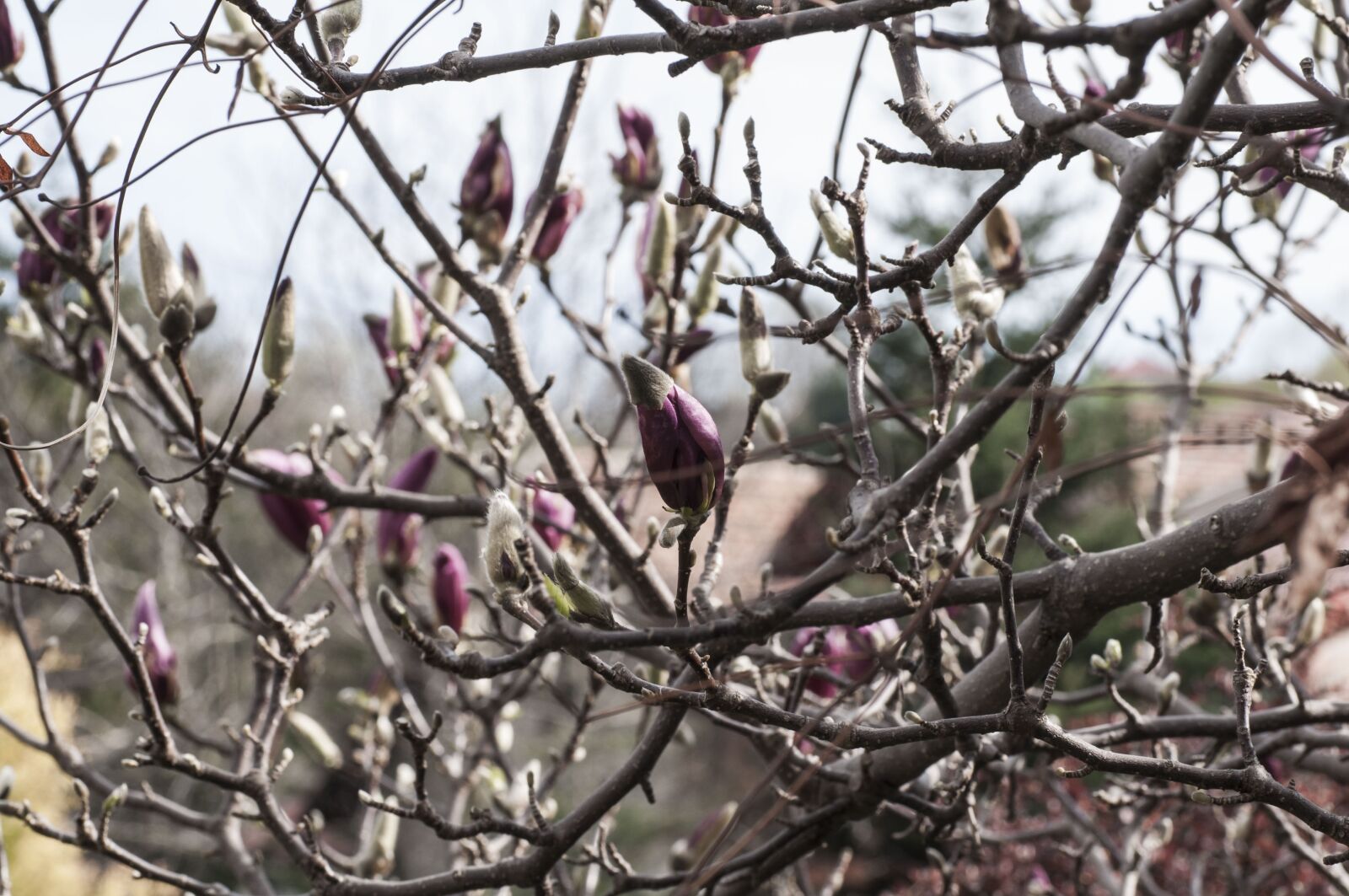 Nikon D90 sample photo. Magnolia, plants, spring photography