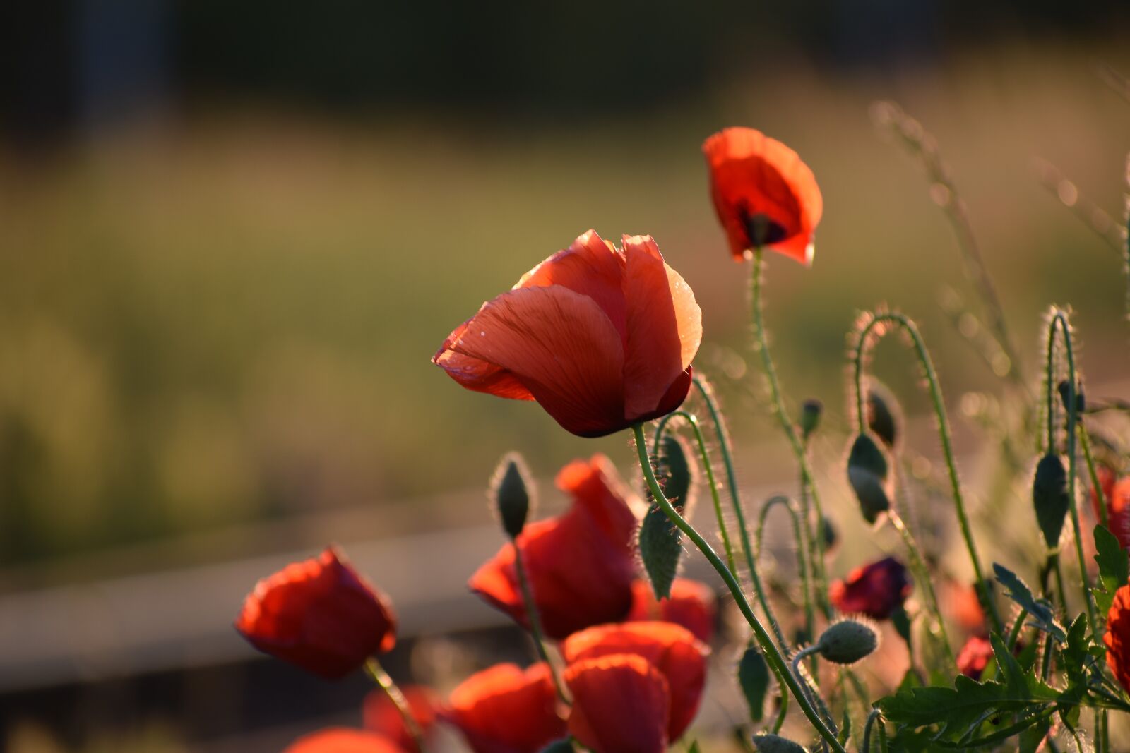 Nikon D3300 sample photo. Three red poppys, near photography