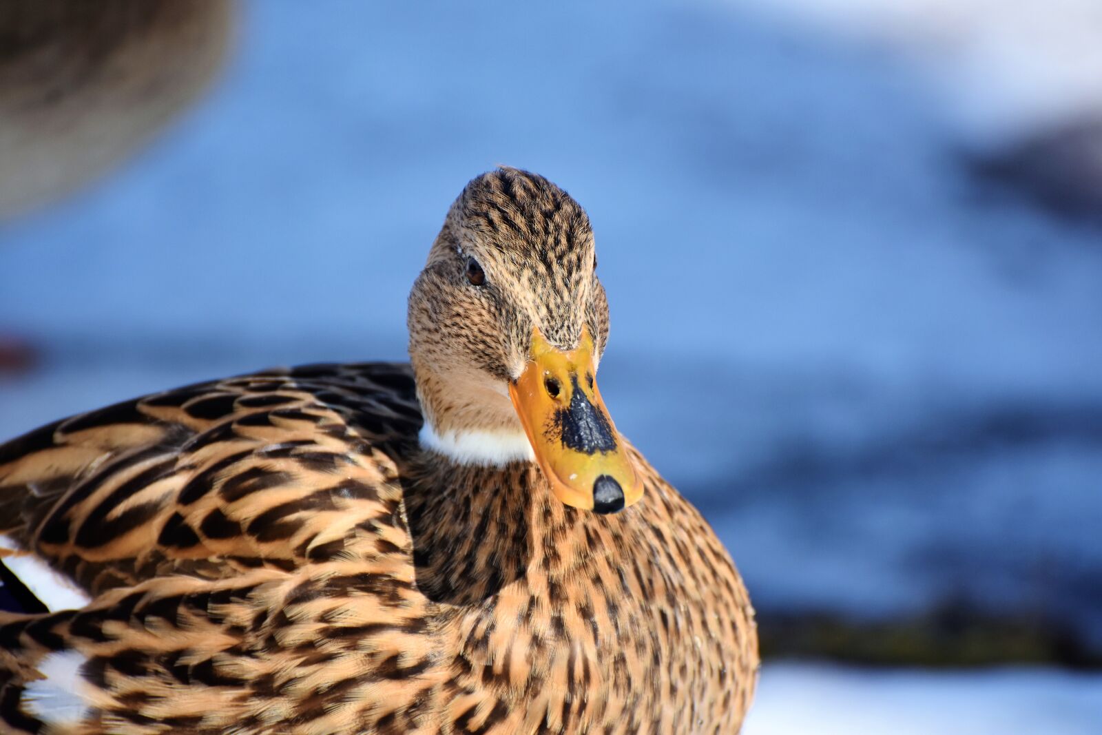 Nikon D7200 sample photo. Duck, drake, water bird photography