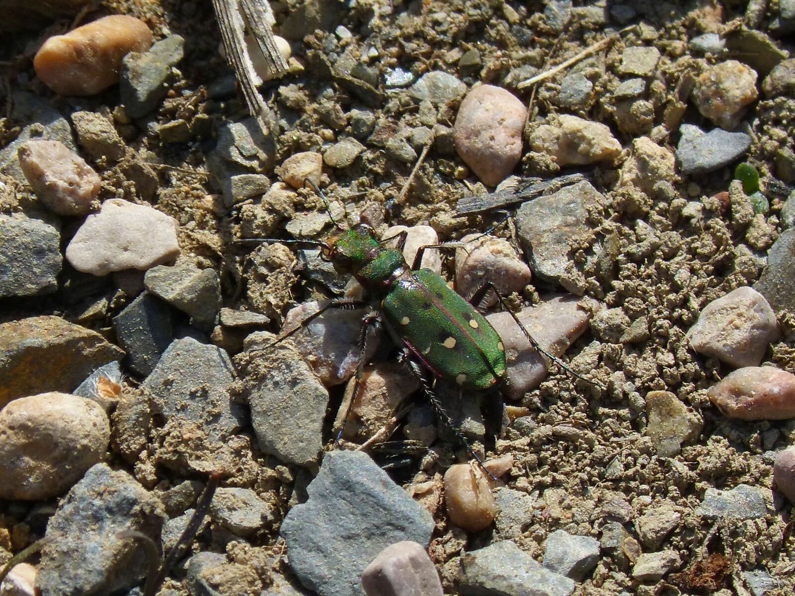Panasonic DMC-FZ62 sample photo. Cicindela campestris, country cicindela photography