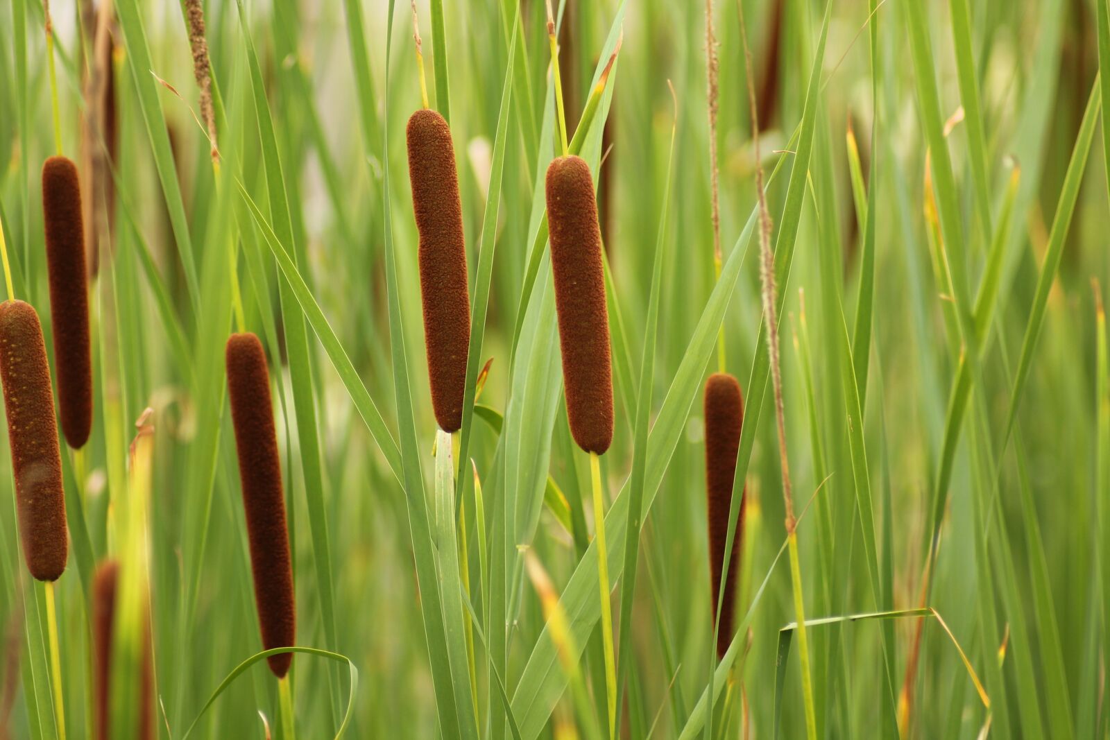Canon EOS 1100D (EOS Rebel T3 / EOS Kiss X50) sample photo. Reeds, marsh, aquascope of photography