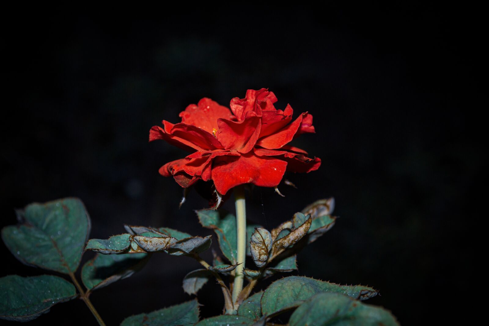 Nikon D3100 sample photo. Rose, flower, red rose photography