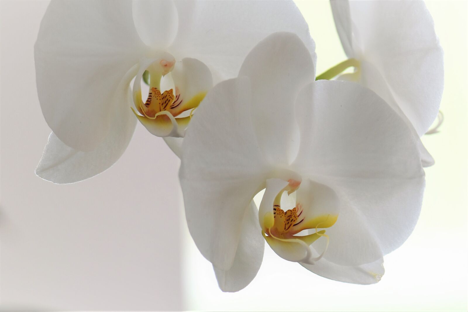 Nikon D5500 sample photo. Orchid, flower, blossom photography