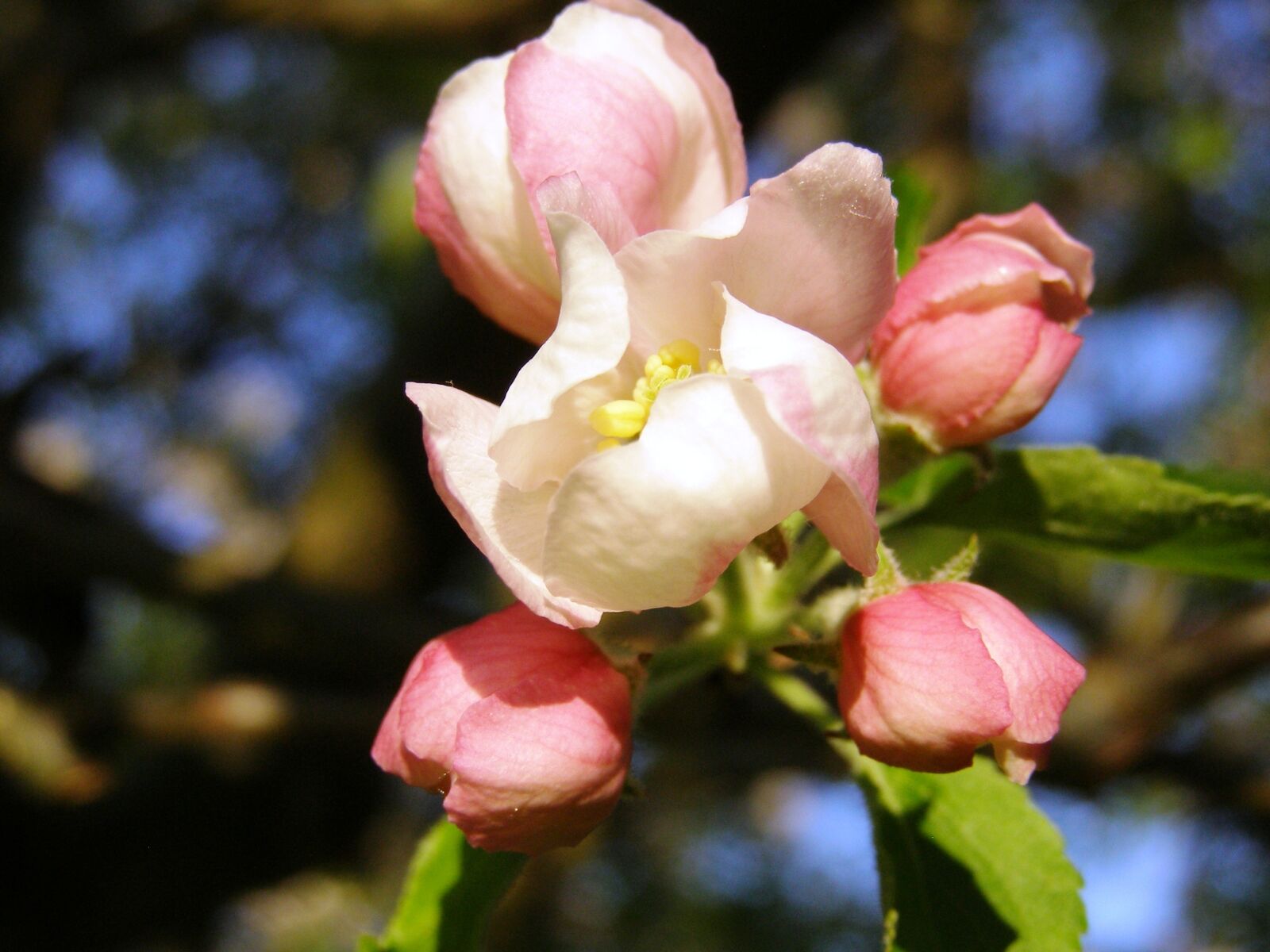 Olympus SP500UZ sample photo. Apple blossom, close up photography