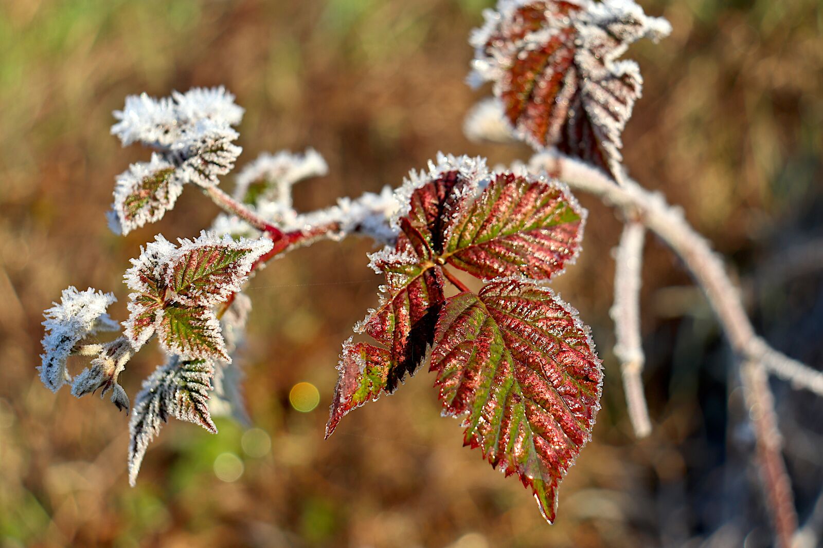 Canon EOS 800D (EOS Rebel T7i / EOS Kiss X9i) sample photo. Foliage winter, leaves, fall photography