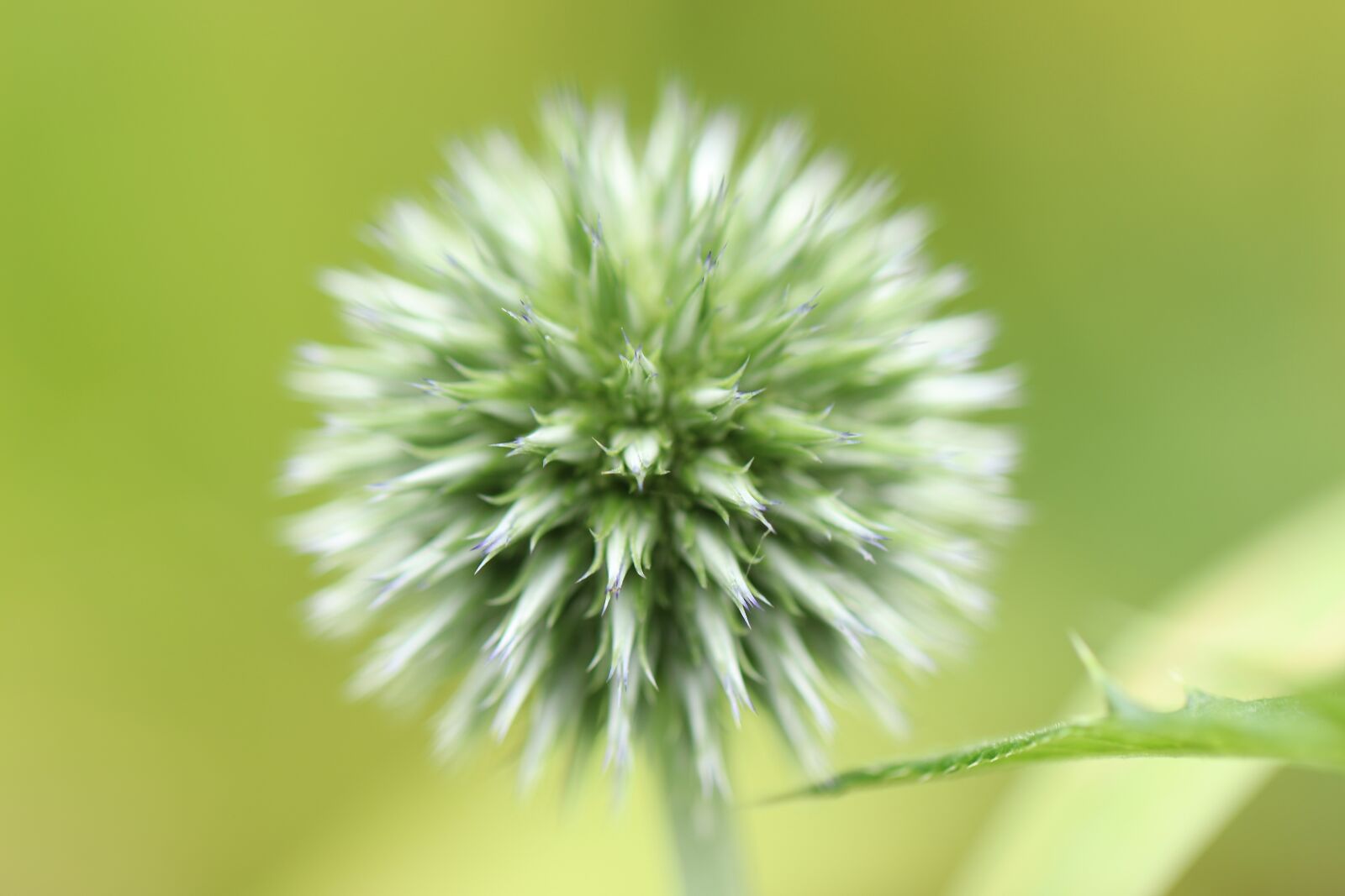 Canon EOS 800D (EOS Rebel T7i / EOS Kiss X9i) sample photo. Globe thistle, blue globe photography