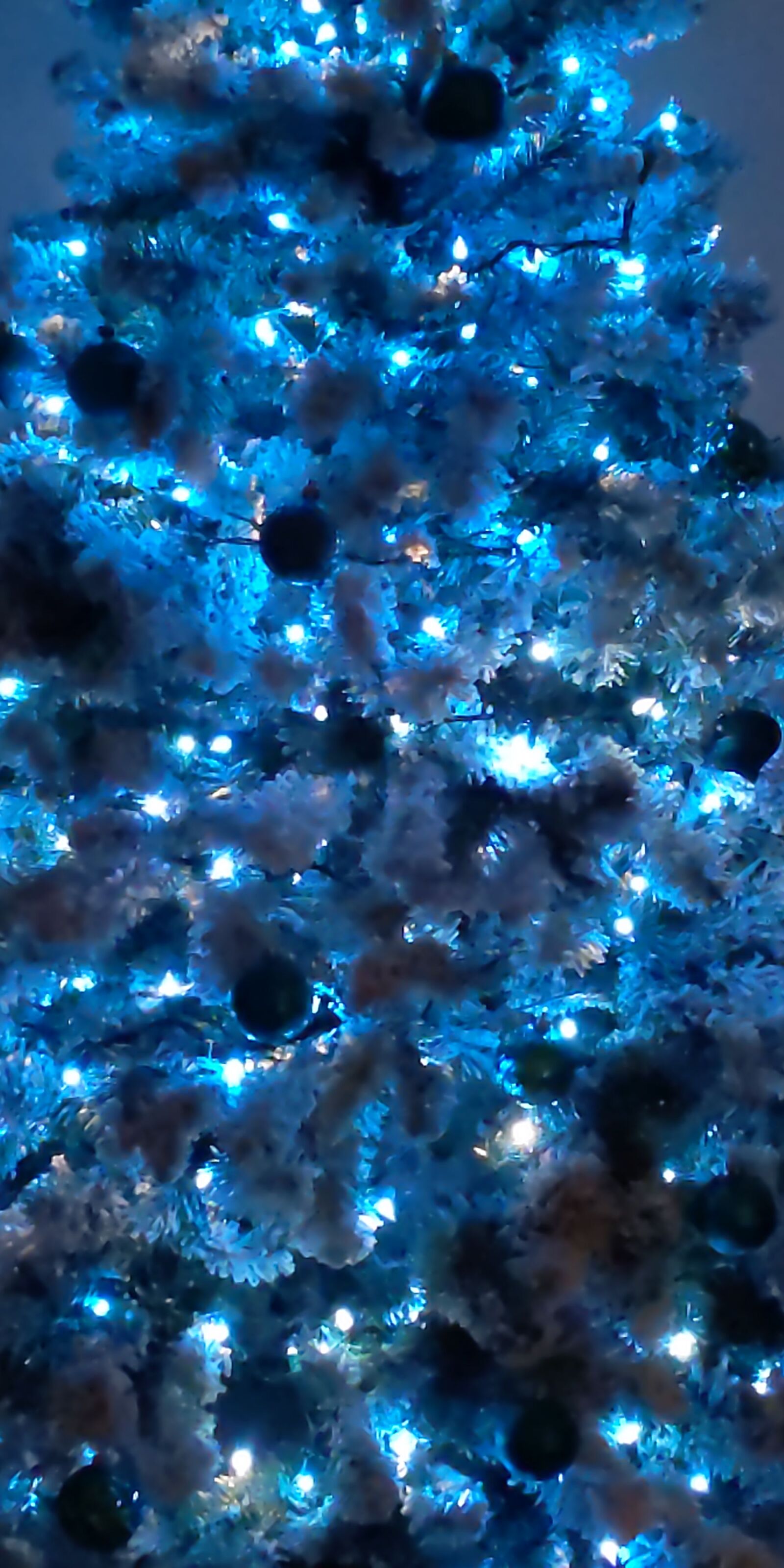 Google Pixel 3a sample photo. Blue christmas tree, holidays photography