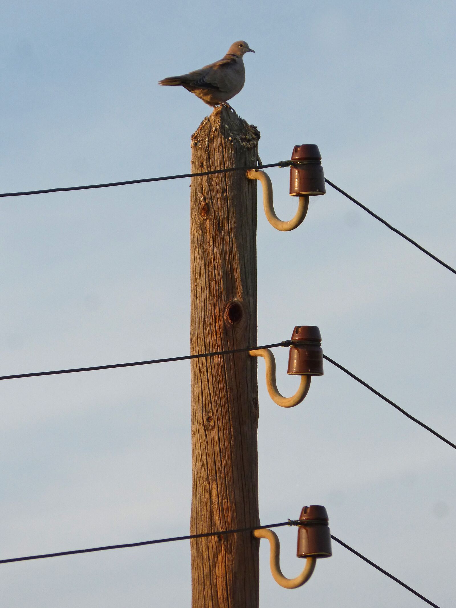 Panasonic DMC-FZ62 sample photo. Turtledove, electric pole, power photography