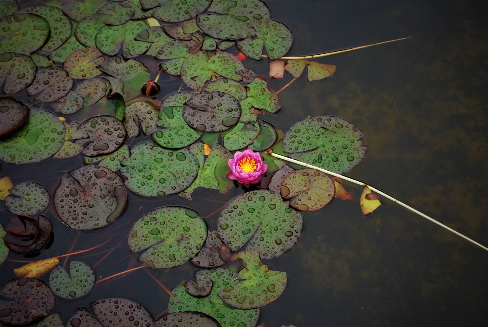 Nikon D40X sample photo. Water lilies, nature, pond photography