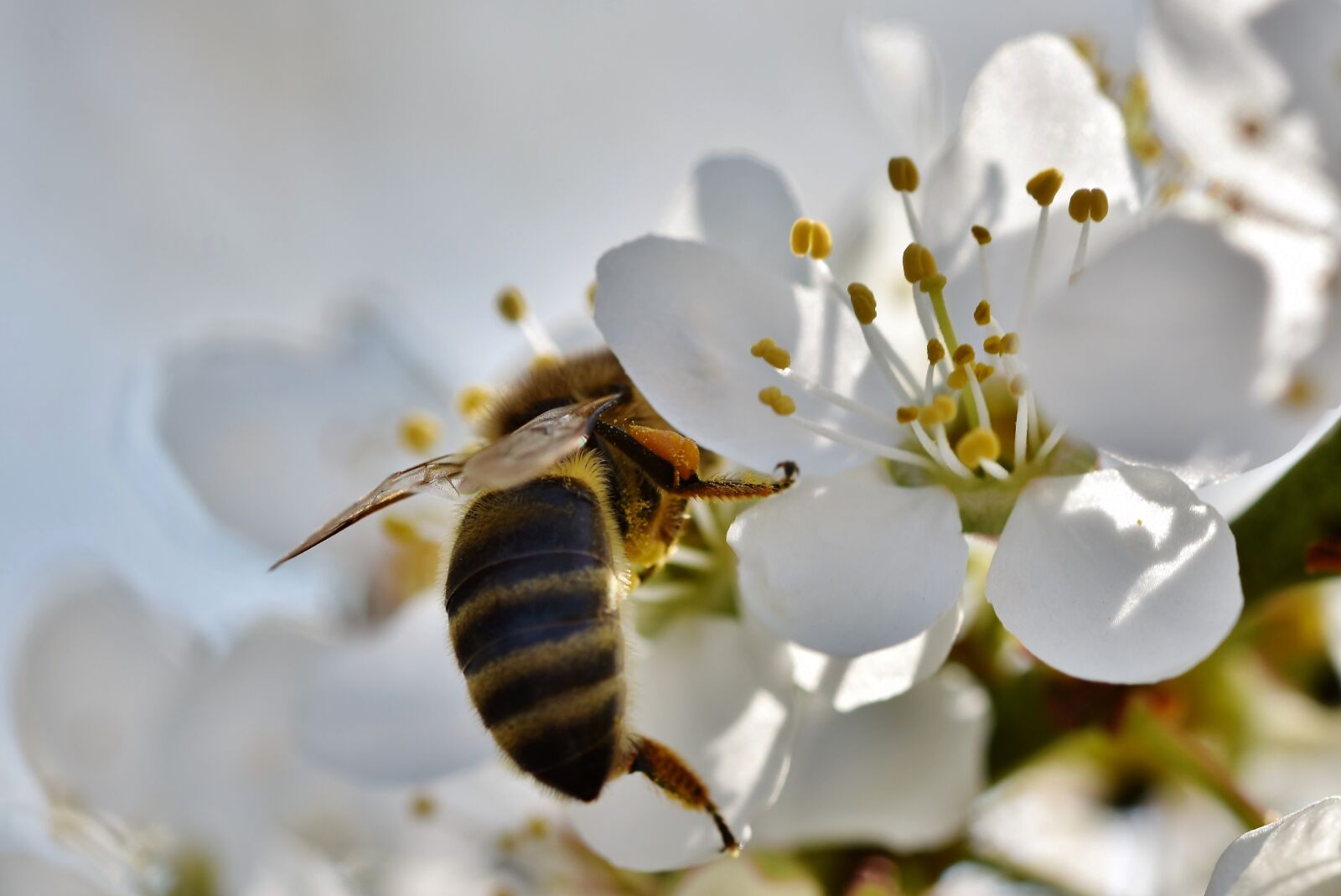 Nikon D7200 sample photo. Bee, honey bee, insect photography