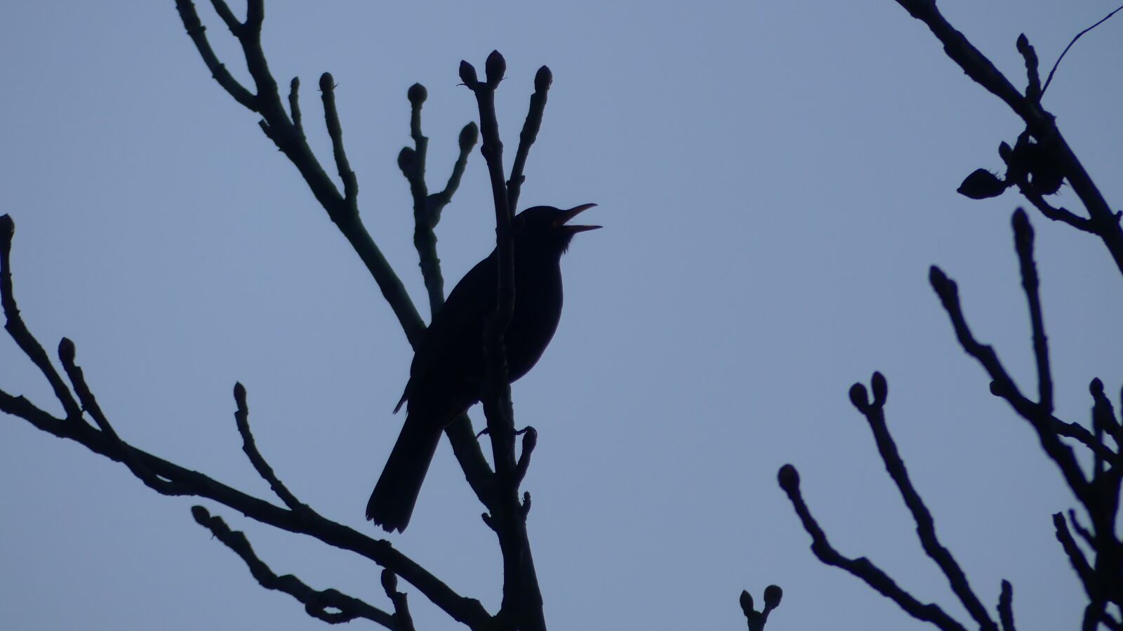 Panasonic Lumix DMC-FZ300 sample photo. Nature, bird, wild world photography