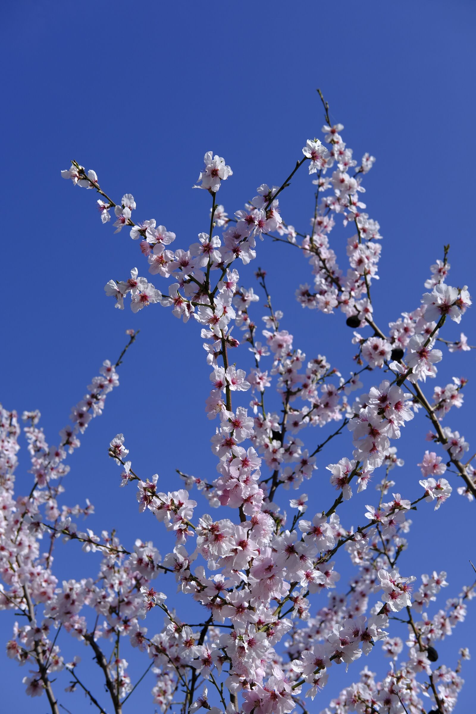 Fujifilm X-T2 + Fujifilm XF 35mm F2 R WR sample photo. Flower, blossom, bloom photography