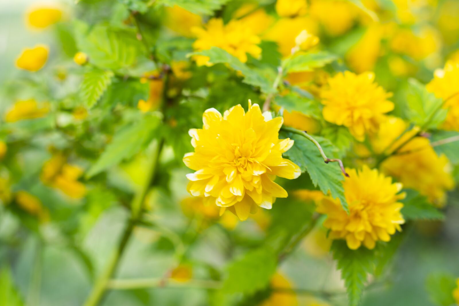Nikon D7500 sample photo. Yellow, flower, plant photography