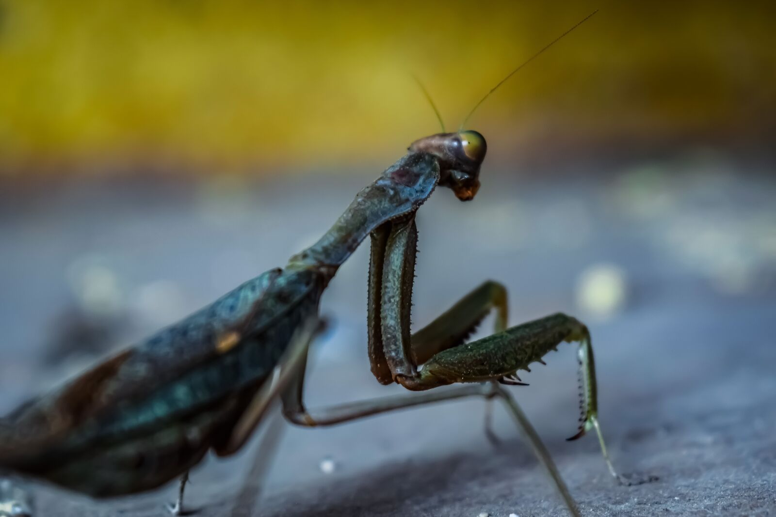 Nikon D3300 sample photo. Praying mantis, nature, insect photography